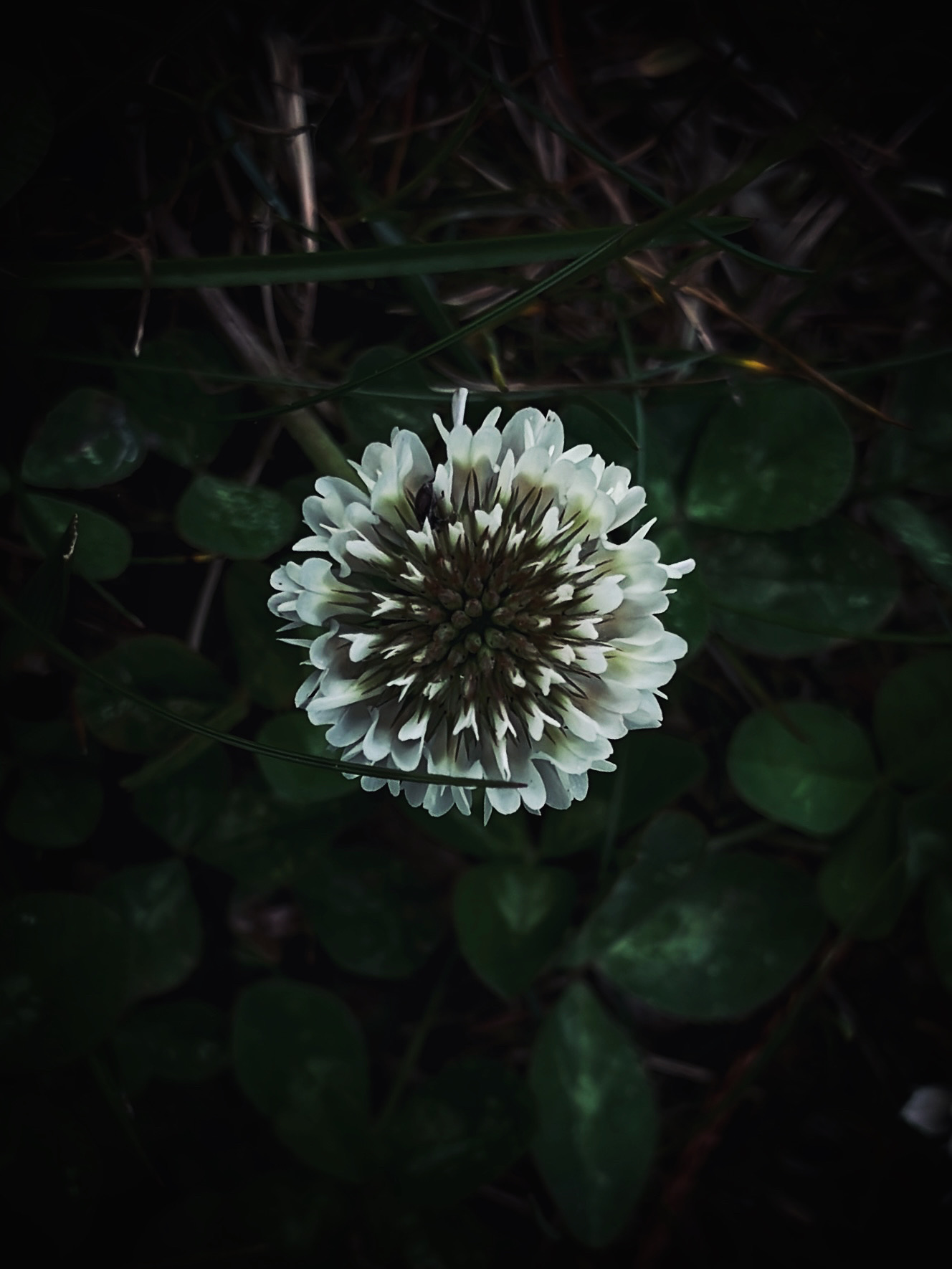 Cool dark vibes of yellow flower by Tina Xing photography