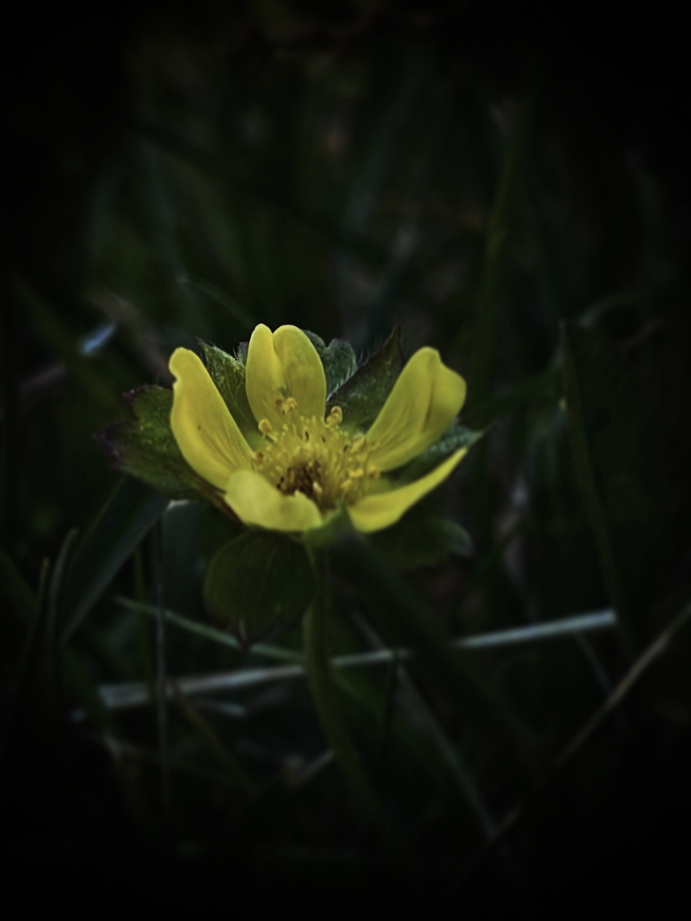 Cool dark vibes of yellow flower by Tina Xing photography
