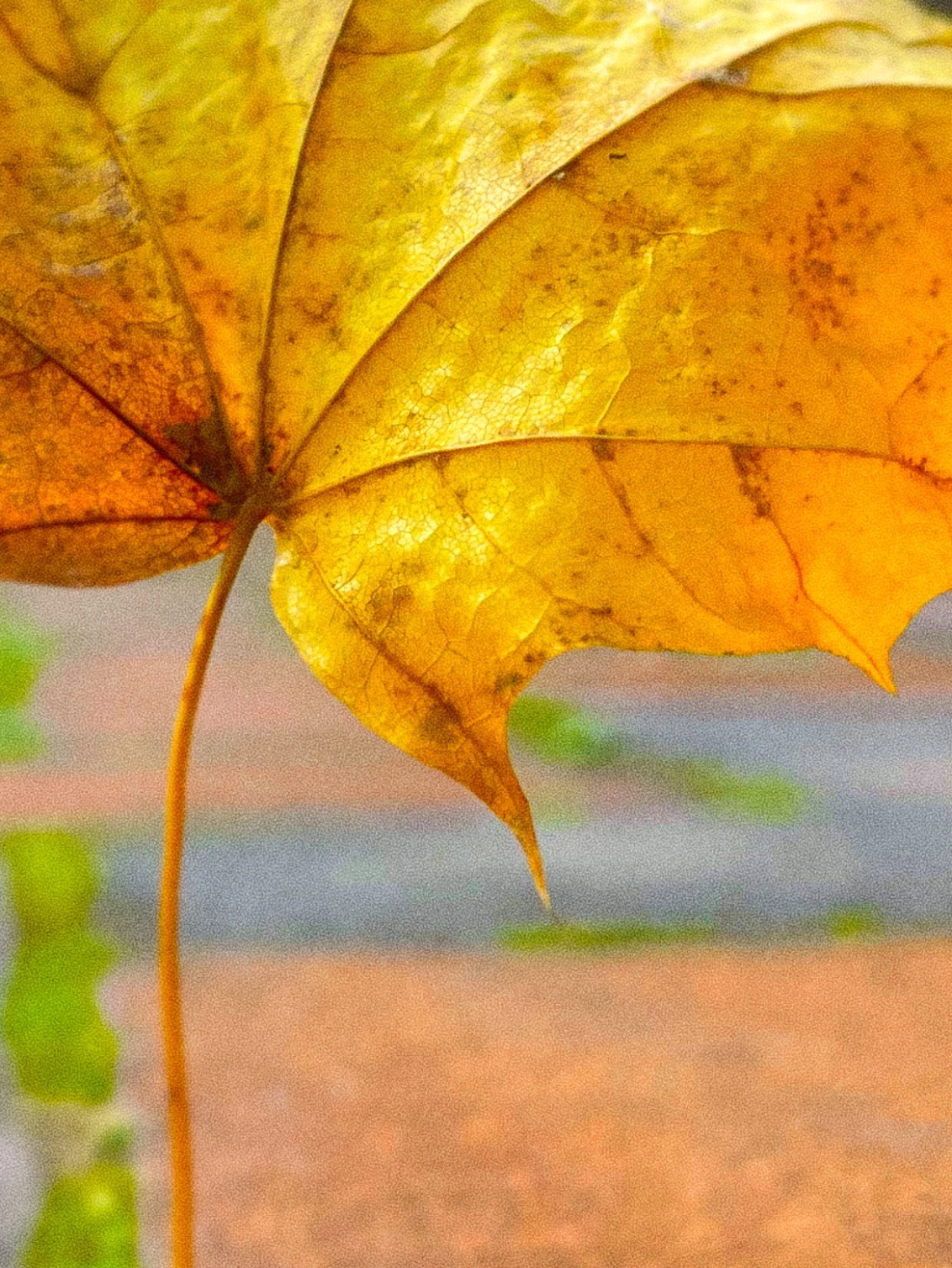 Dramatic shot of leaves with an iPhone, by Tina Xing photography