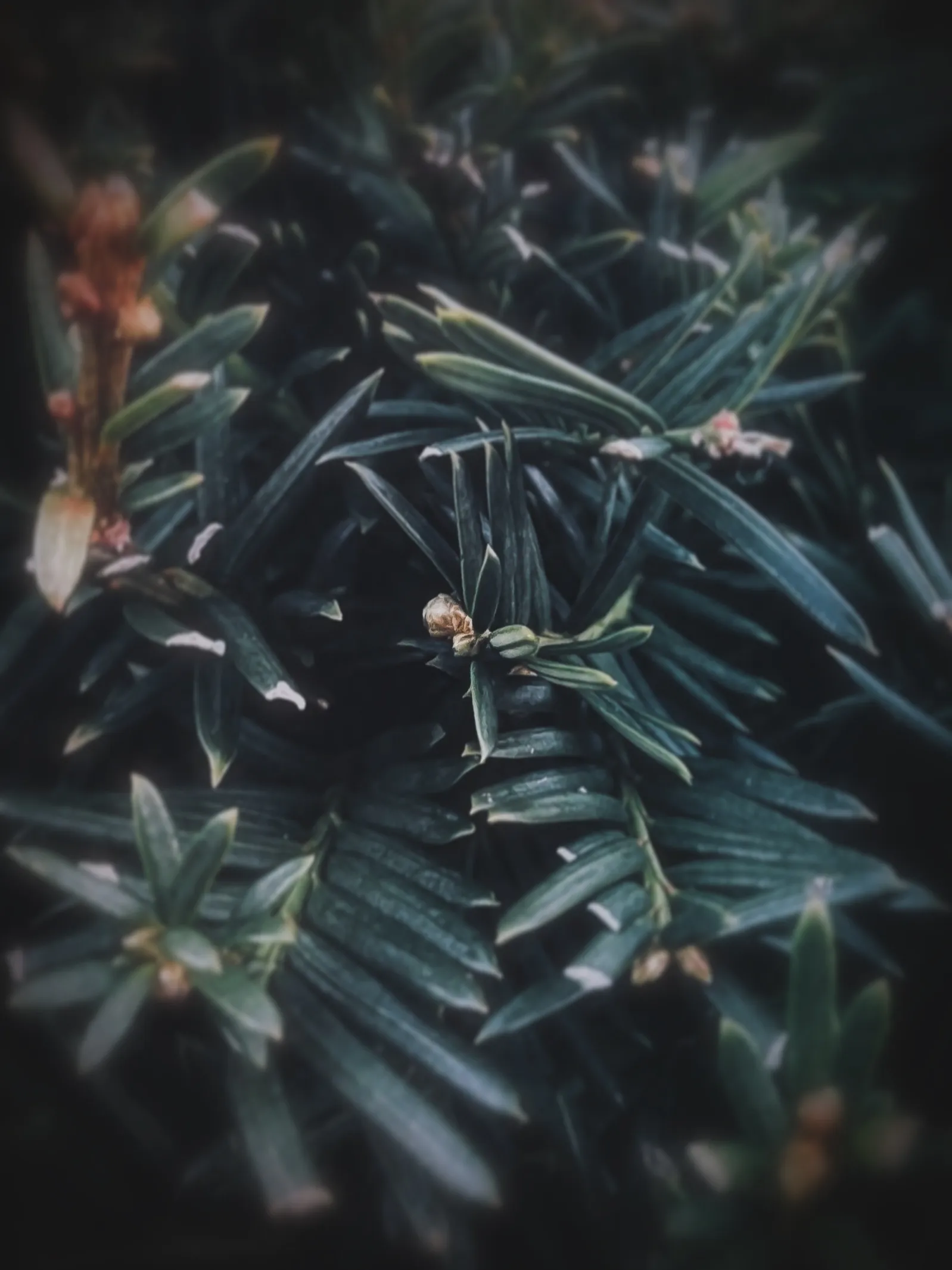 Dramatic shot with iPhone, by Tina Xing photography