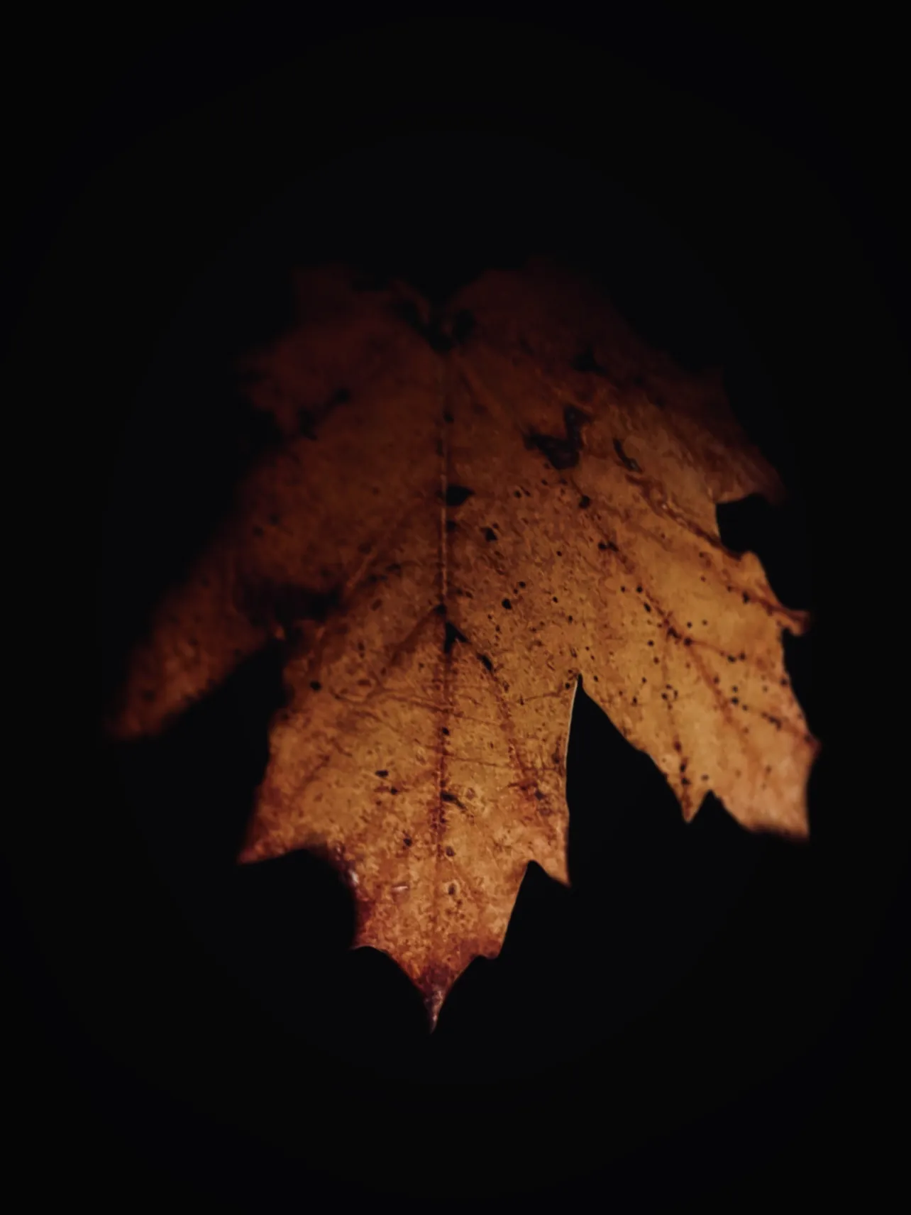 Dramatic shot with iPhone, by Tina Xing photography