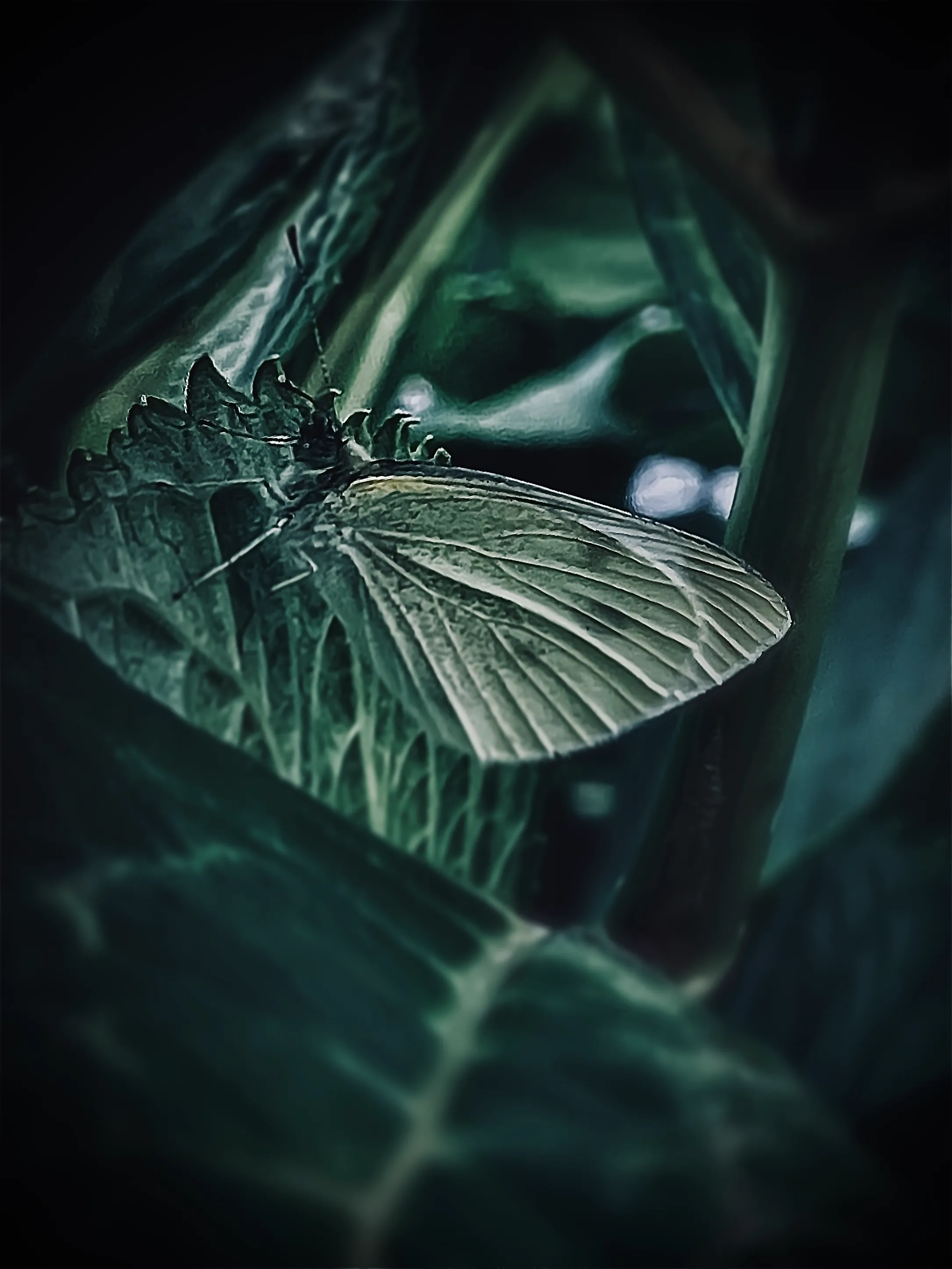 Dramatic shot with iPhone, by Tina Xing photography