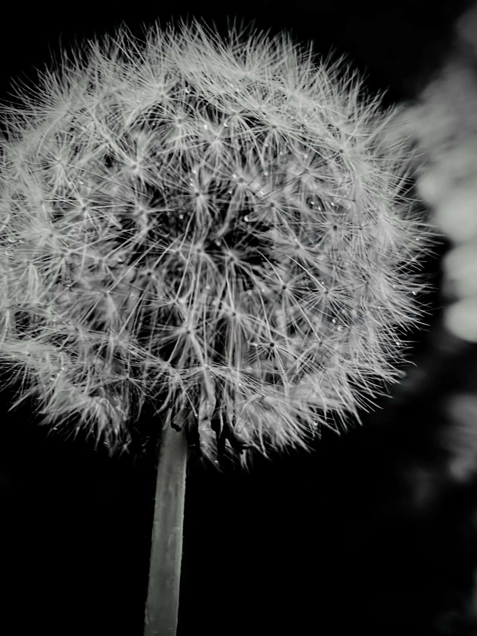 Dramatic shot with iPhone, by Tina Xing photography