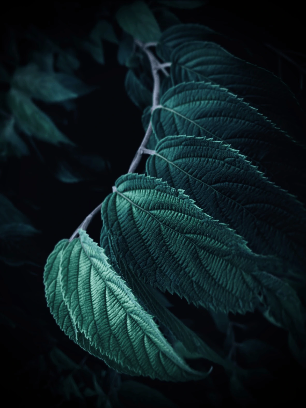 Dramatic shot of leaves with an iPhone, by Tina Xing photography