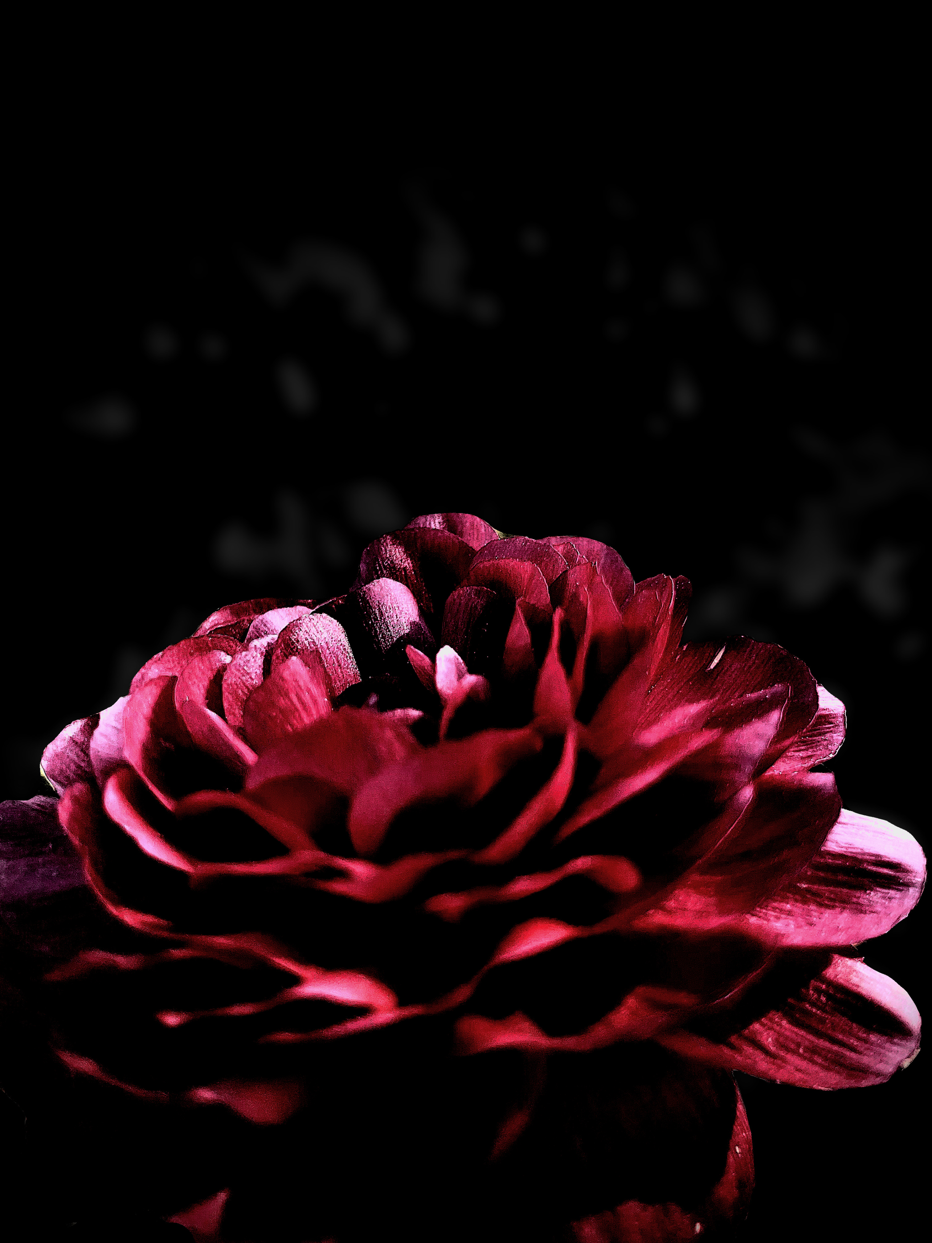 Flower petal patterns, photographed by Tina Xing