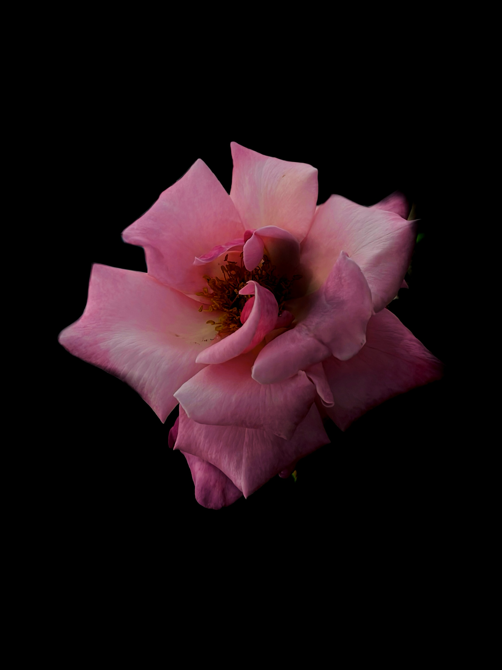 Close shot of large pink rose by Tina Xing photography