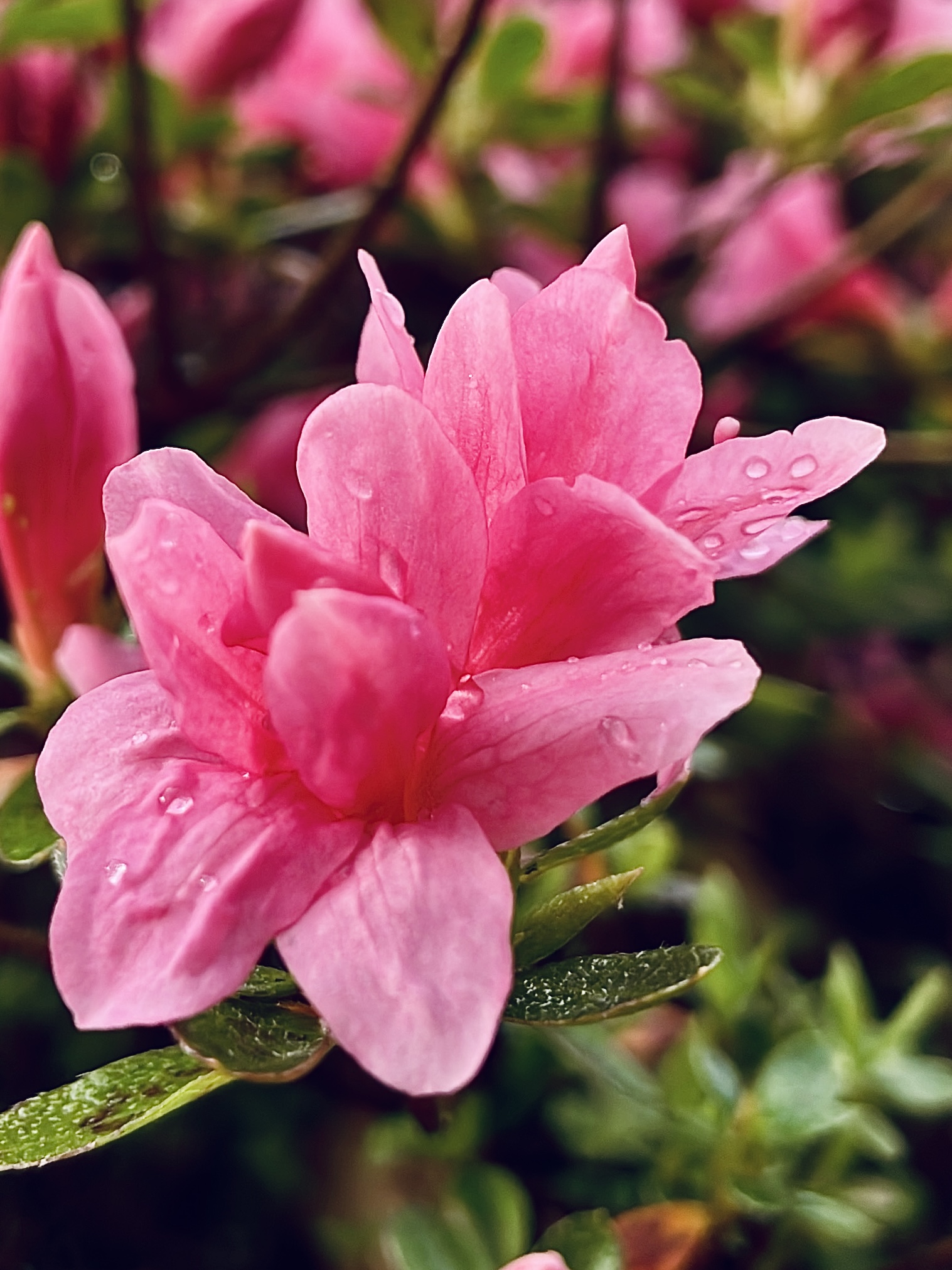 Pink Flowers captured by Tina Xing