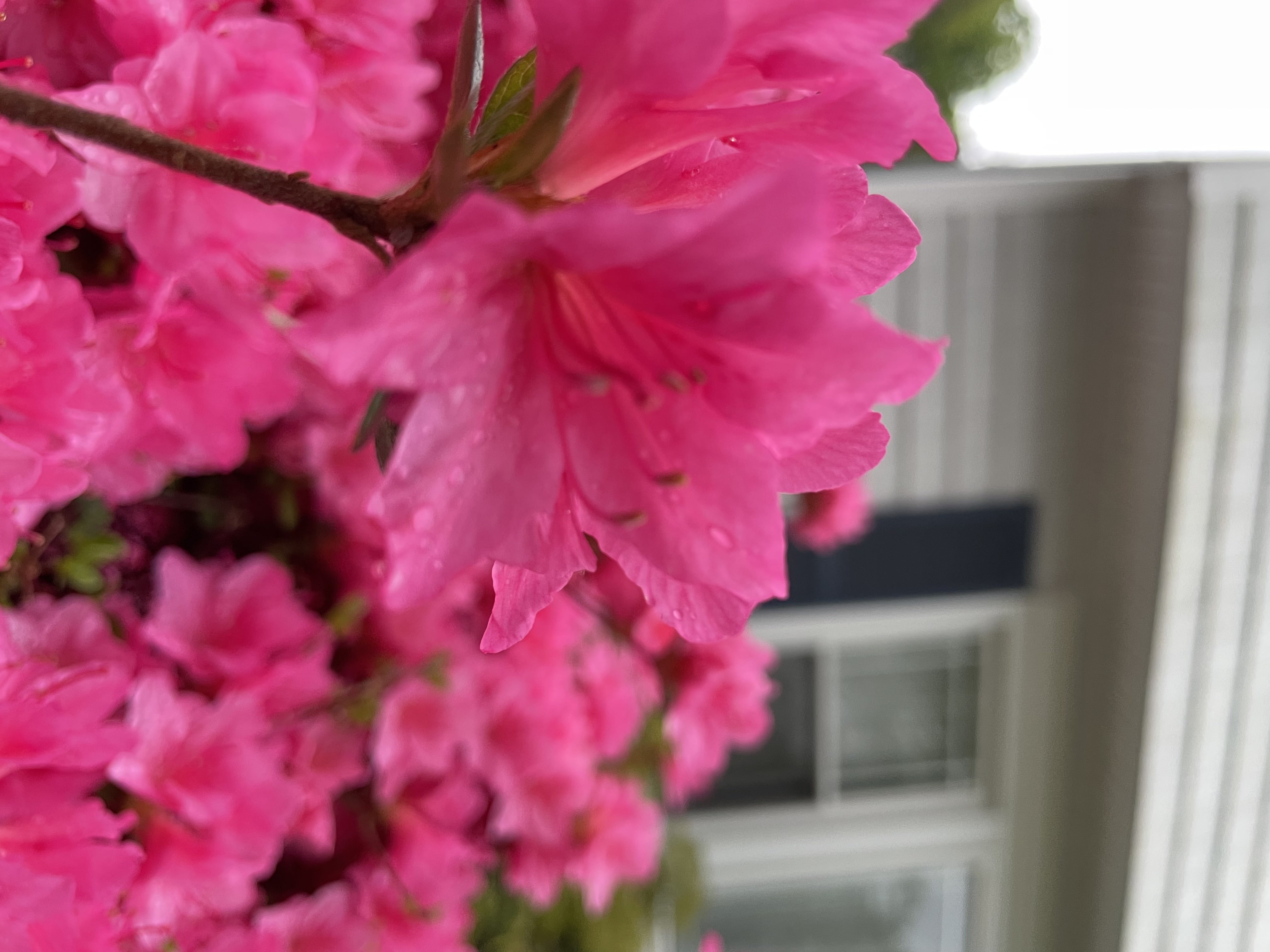 Plant photogrpahy by Tina Xing