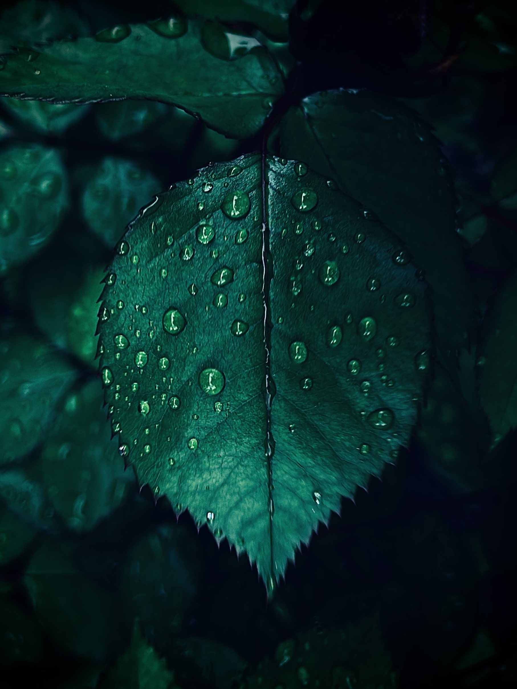 Leaf on a rainy day, photographed by Tina Xing