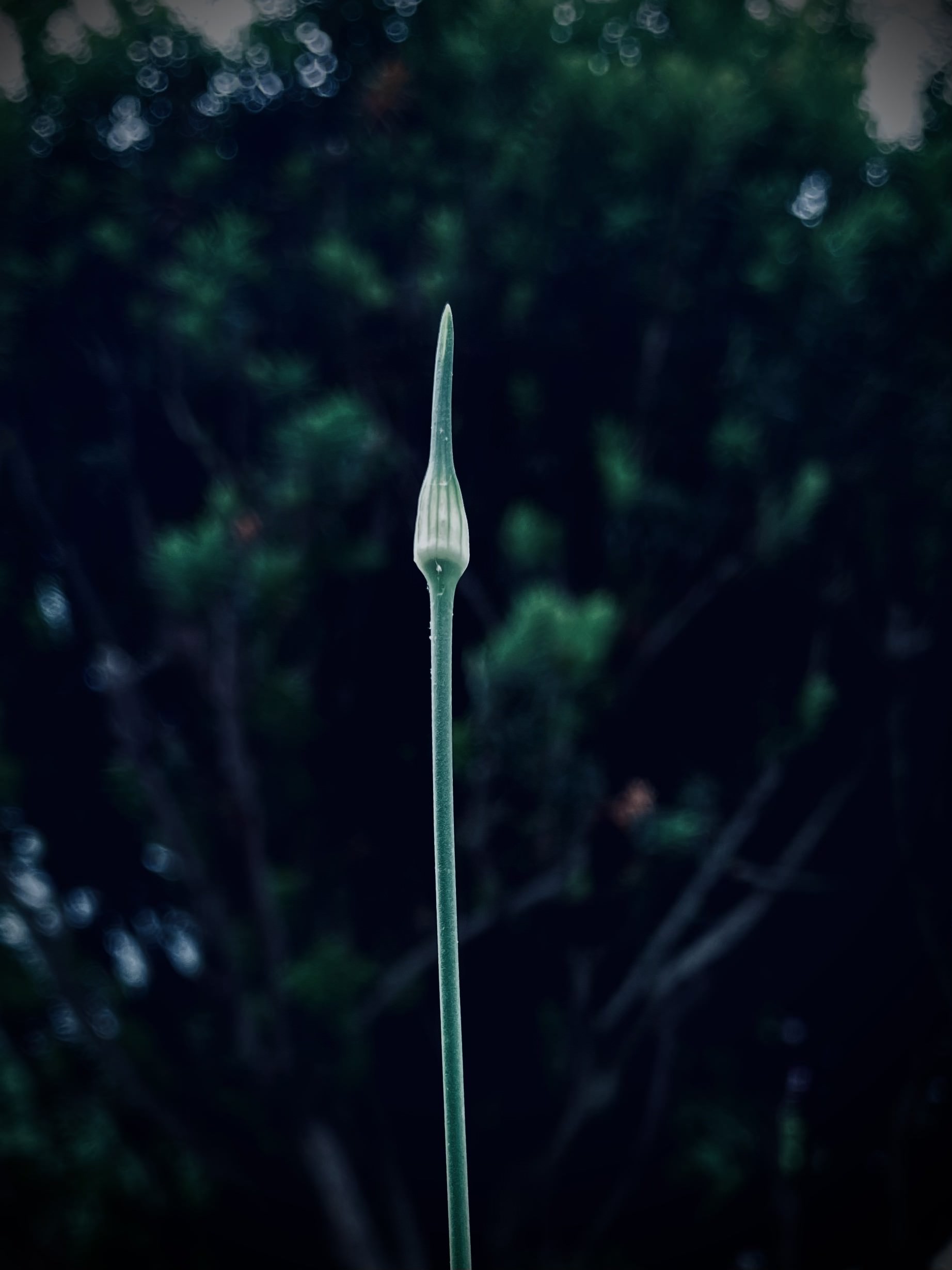 Side view of blooming yellow flower by Tina Xing