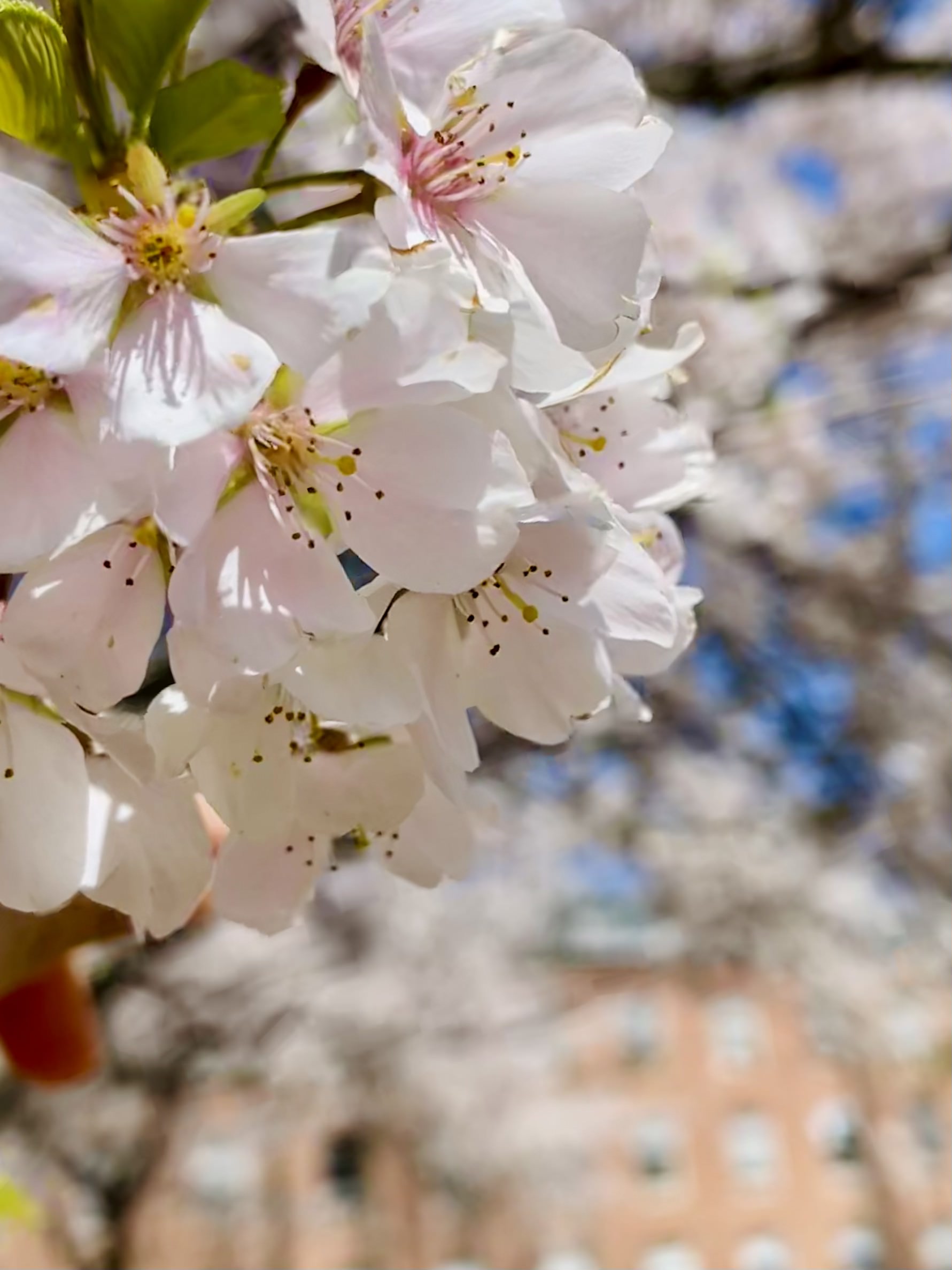 Cherry blossoms at a local park, photographed by Tina Xing