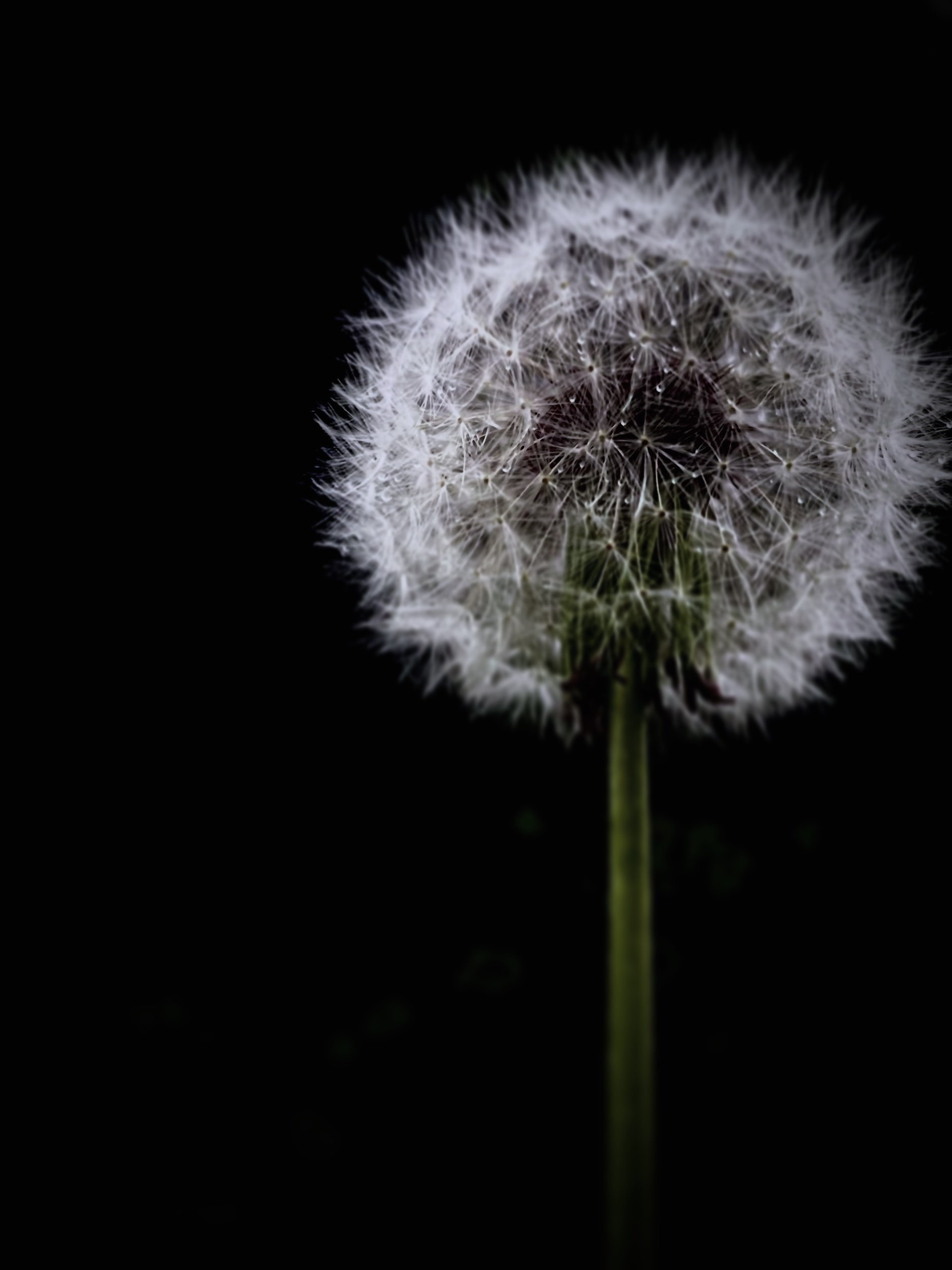 Dandelion puff close-up, photographed by Tina Xing
