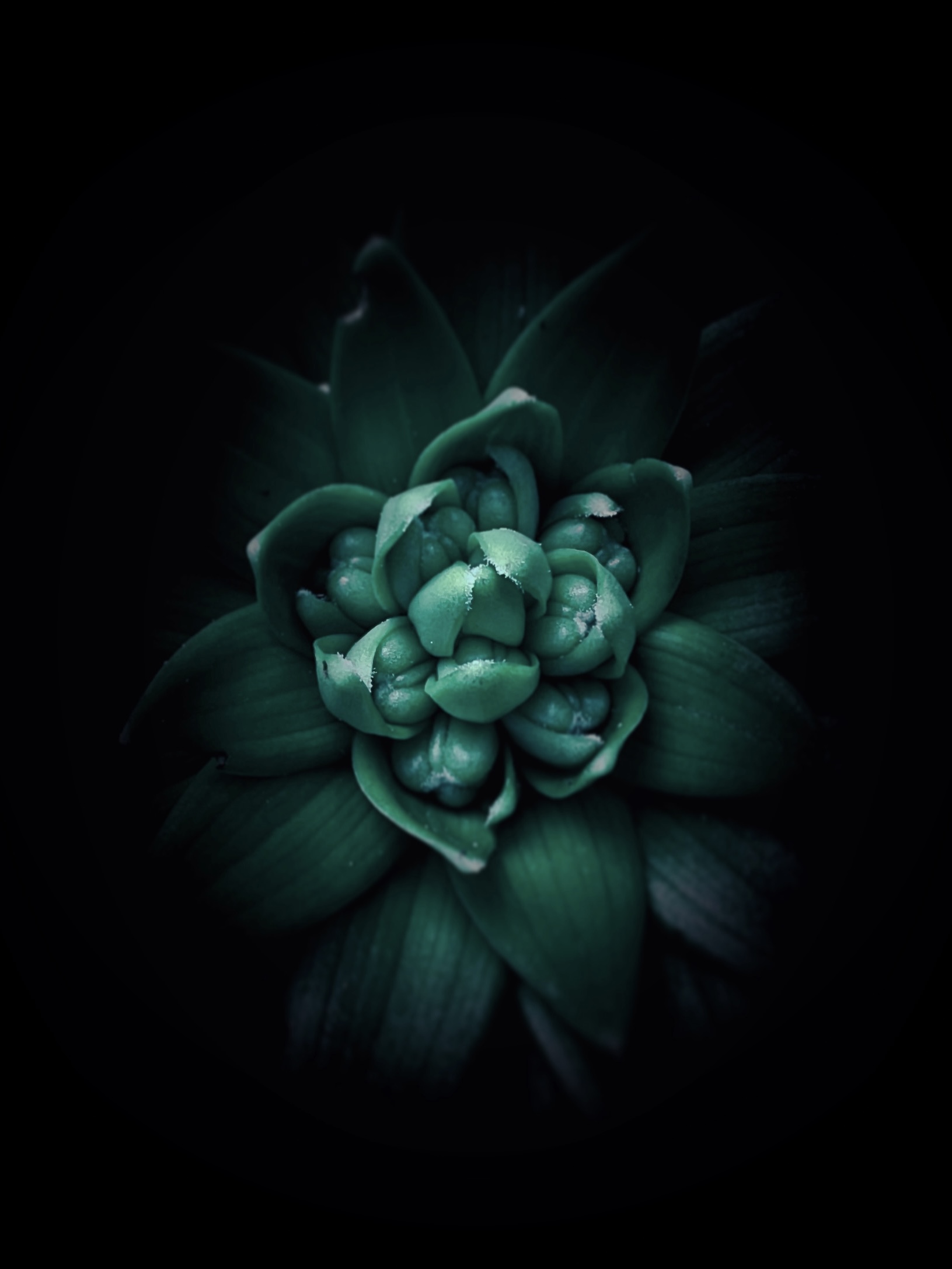 Cool dark vibes of succulent plant by Tina Xing photography