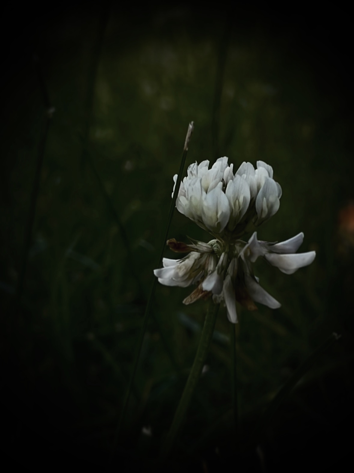 Dark vibes of white flower by Tina Xing