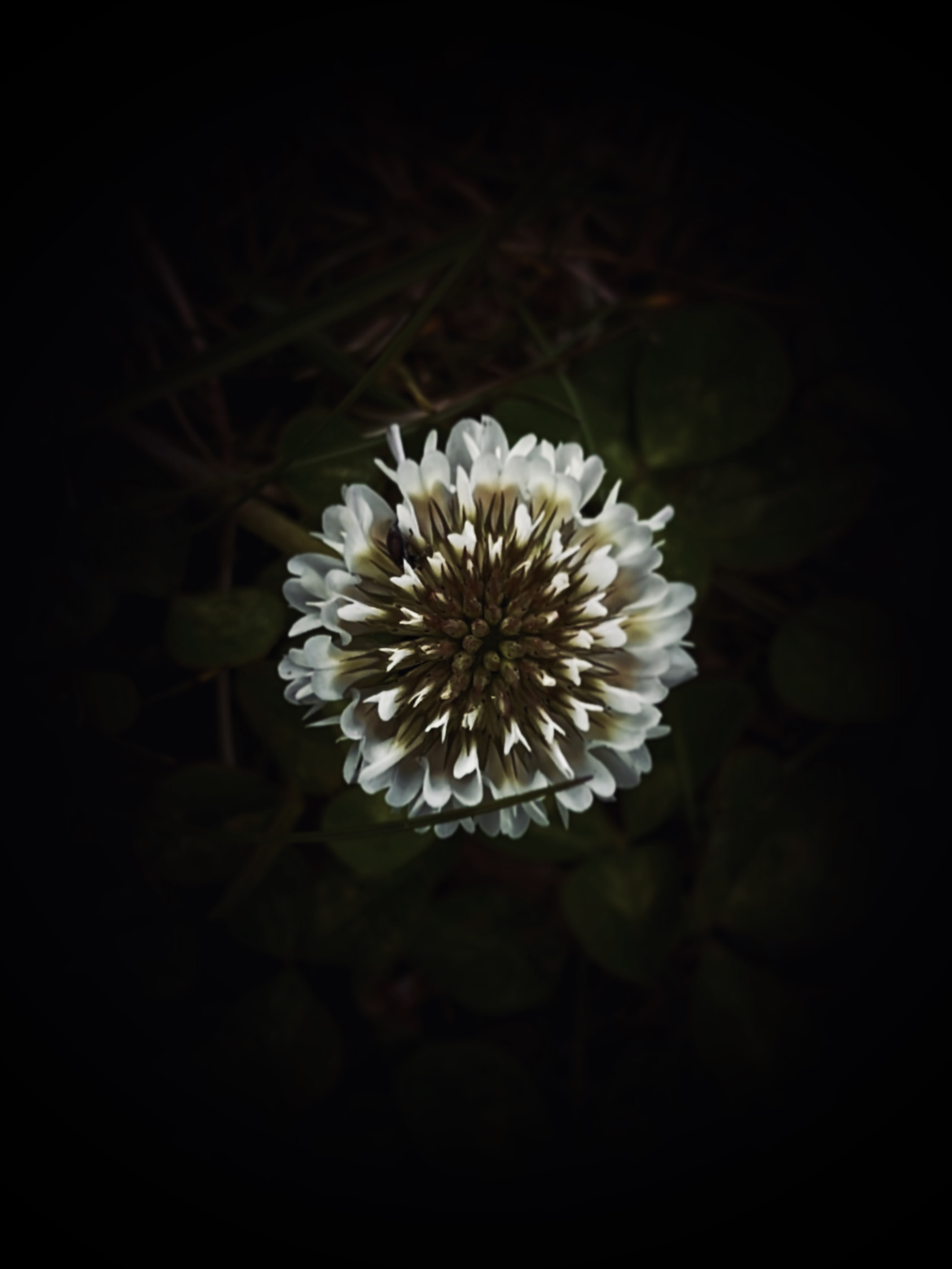 Dark vibes of white flower by Tina Xing