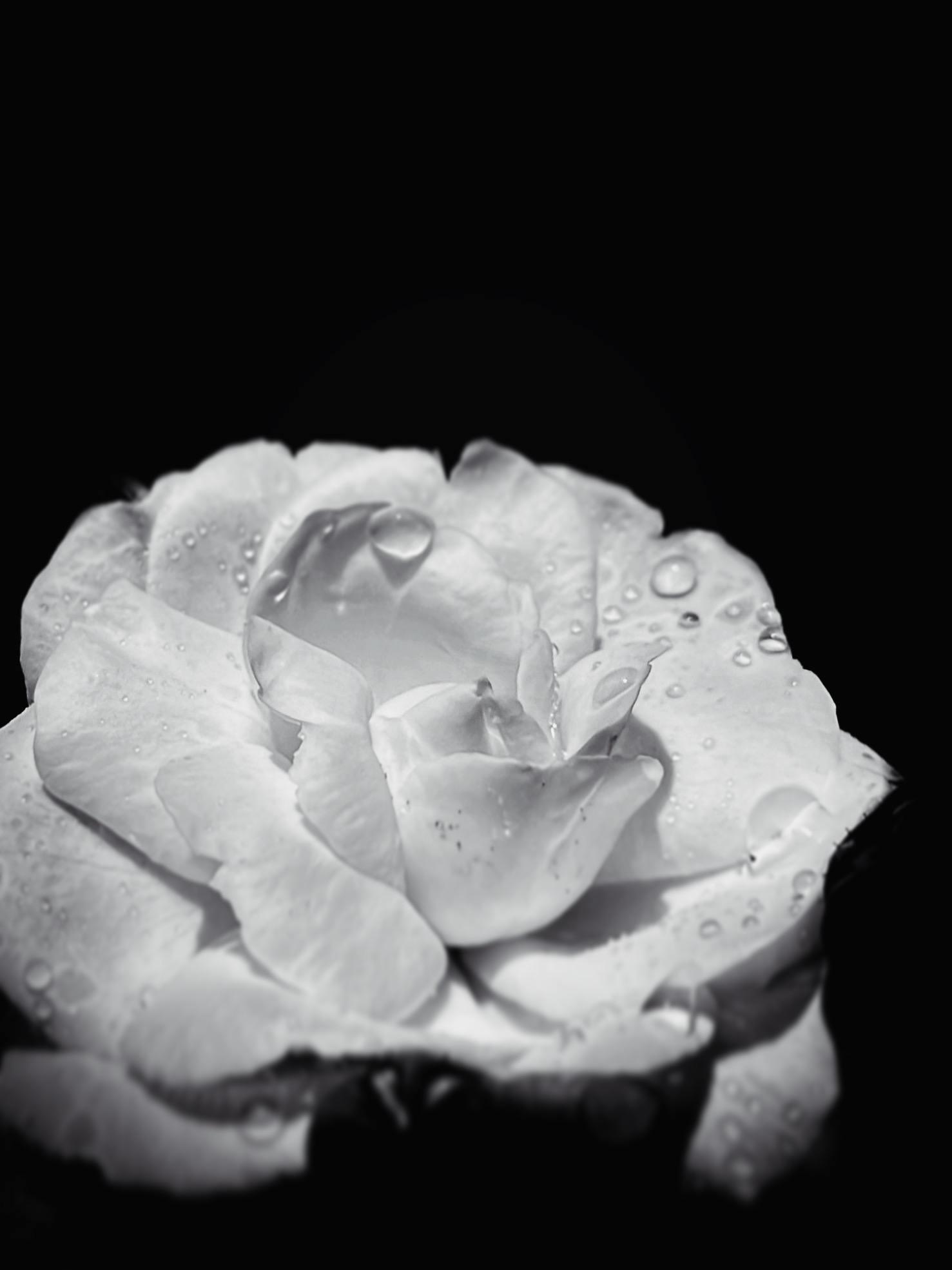 Dark vibes of large white rose by Tina Xing photography