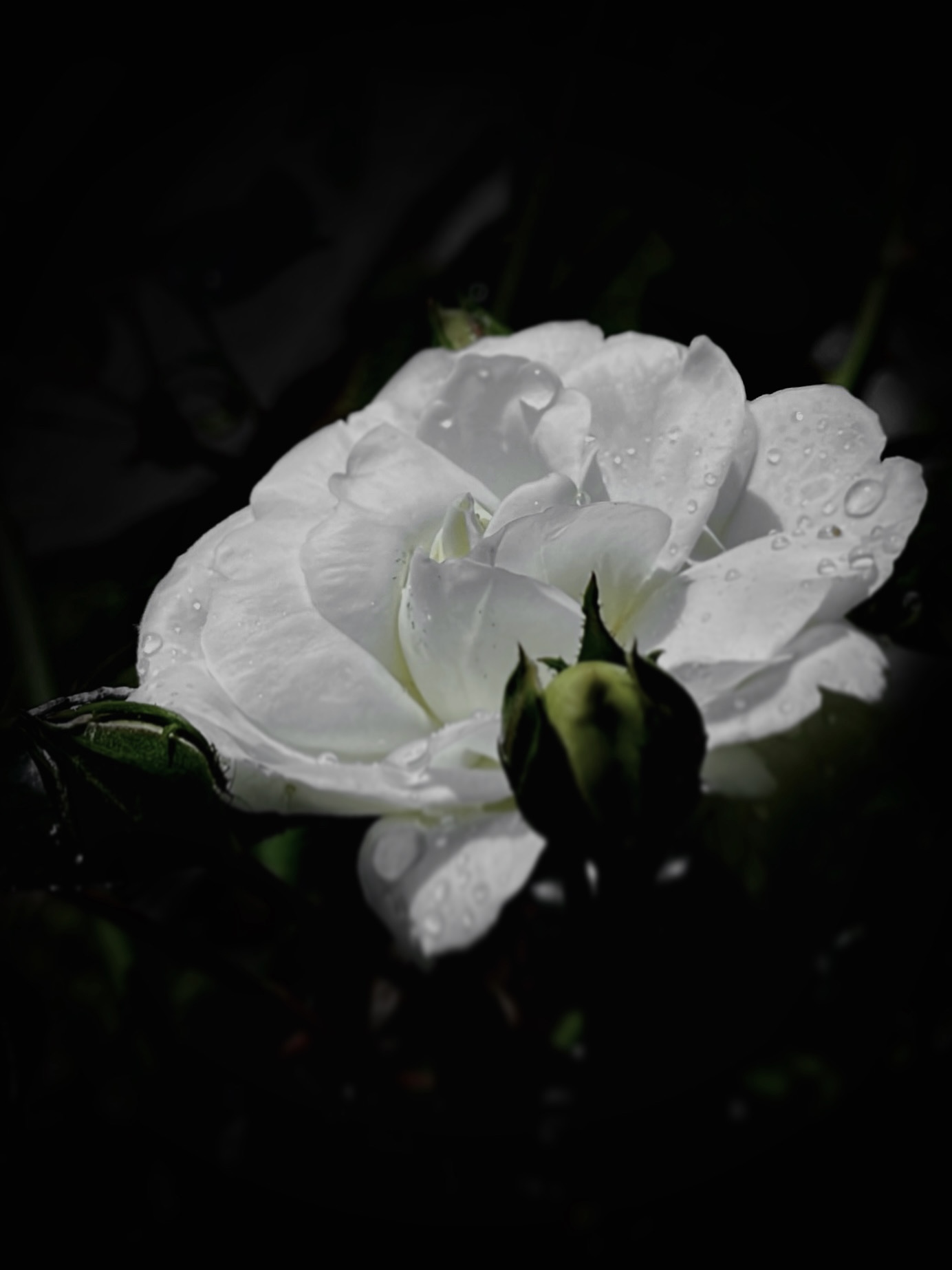 Dark vibes of large white rose by Tina Xing photography