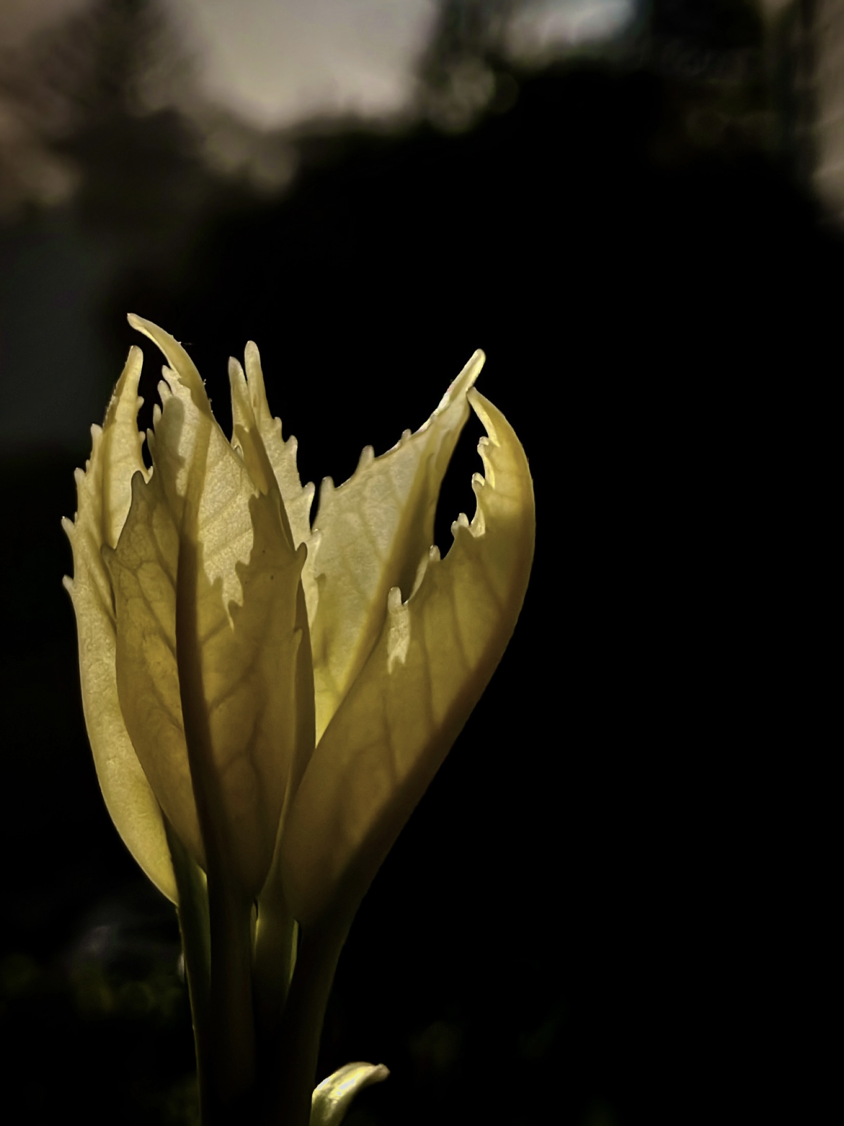 Side view of yellow leaves by Tina Xing