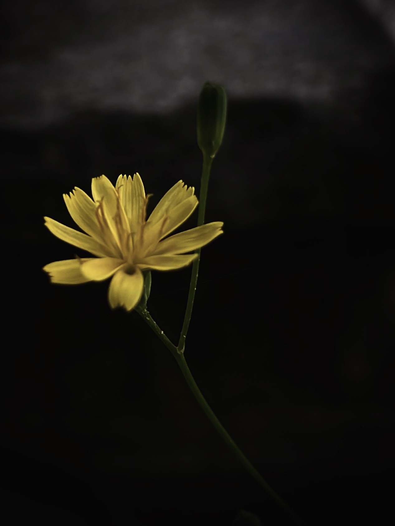 Side view of blooming yellow flower by Tina Xing