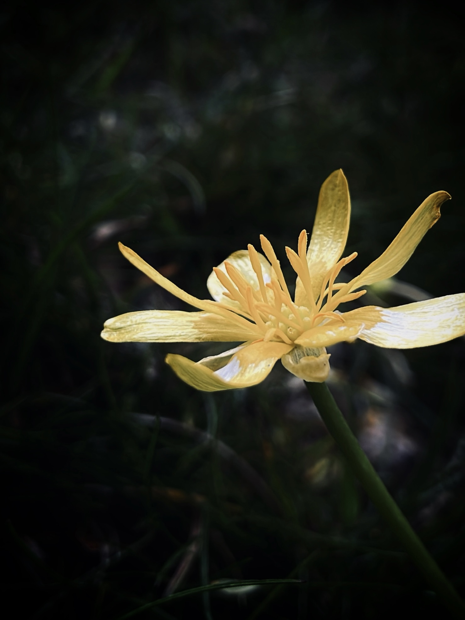 Side view of a small yellow flower, photographed by Tina Xing