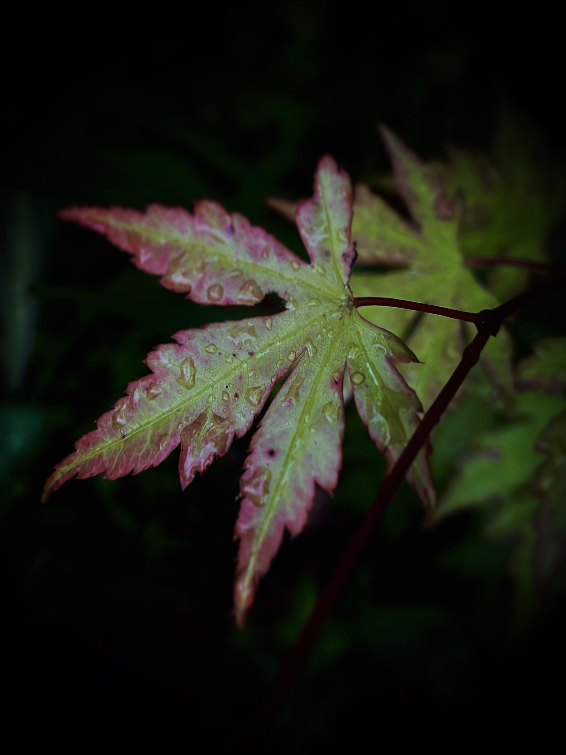 Dark vibes of red leaves by Tina Xing photography