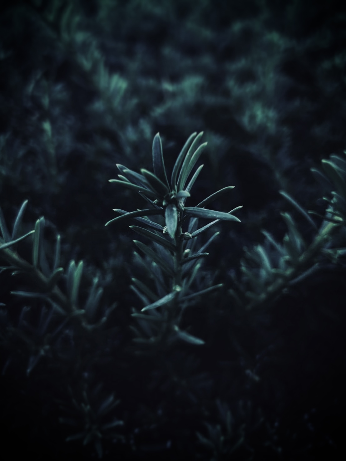 Dark vibes of pine tree by Tina Xing photography