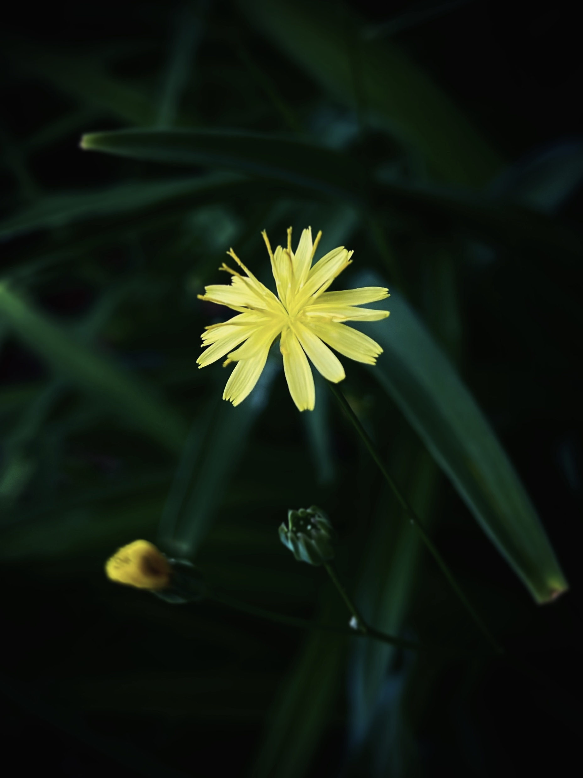 Plant photogrpahy by Tina Xing