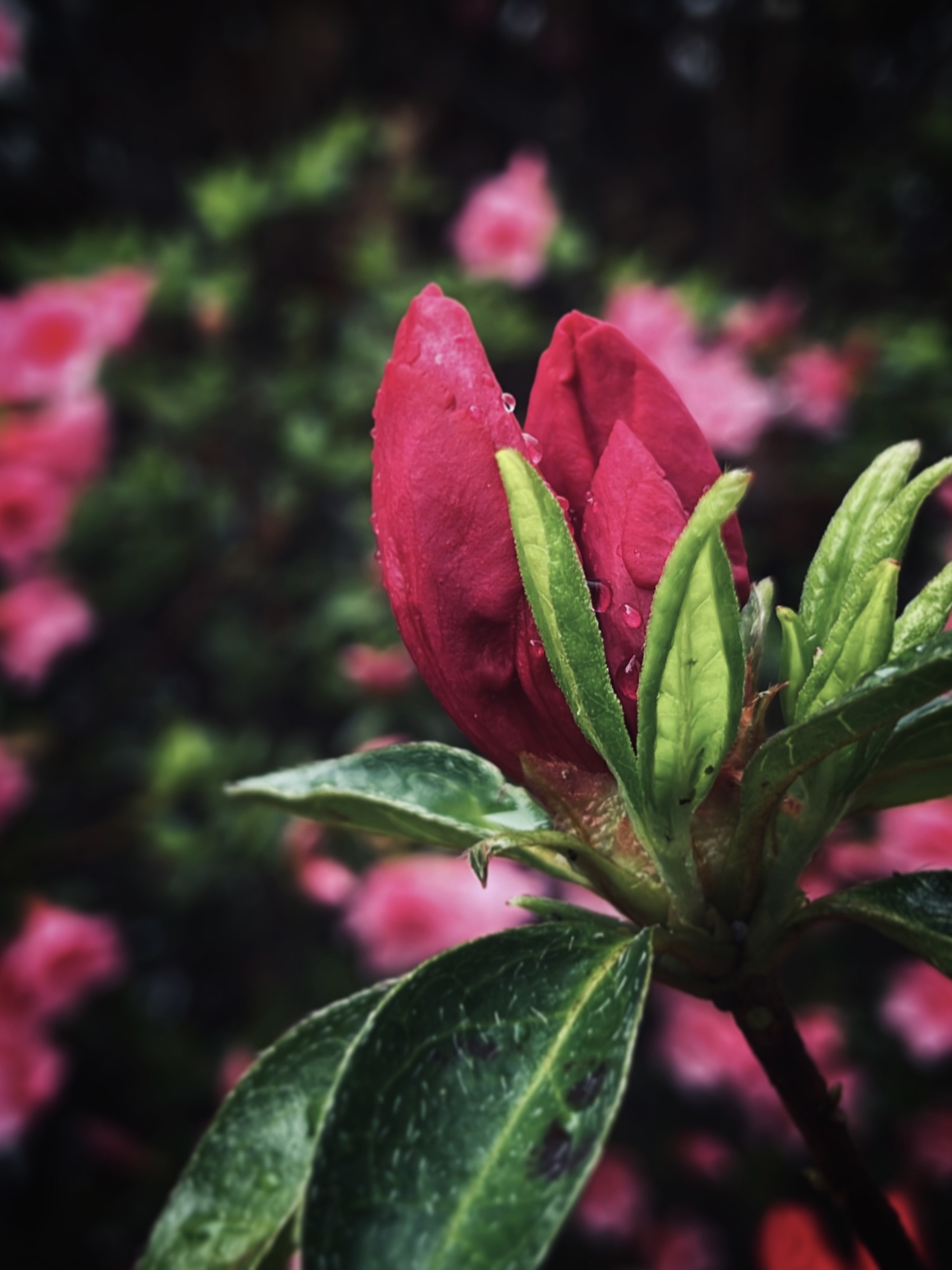 Pink flower bud, photographed by Tina Xing