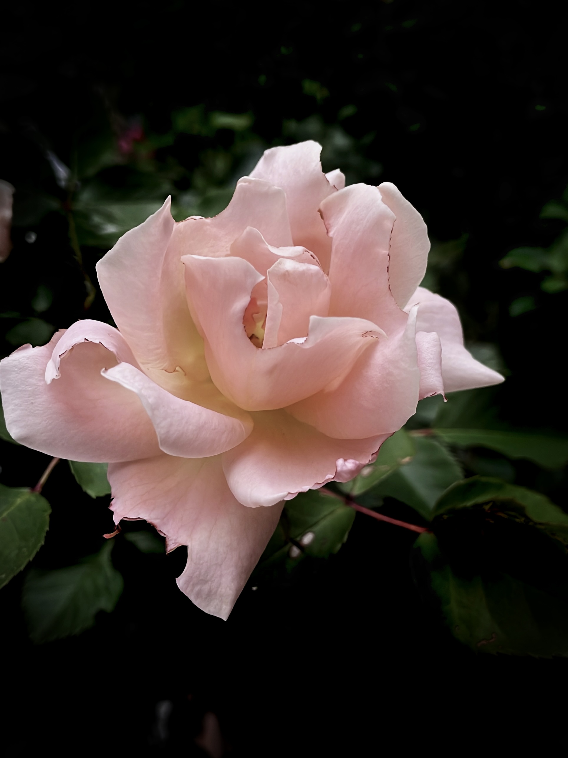 Rose photogrpahy by Tina Xing