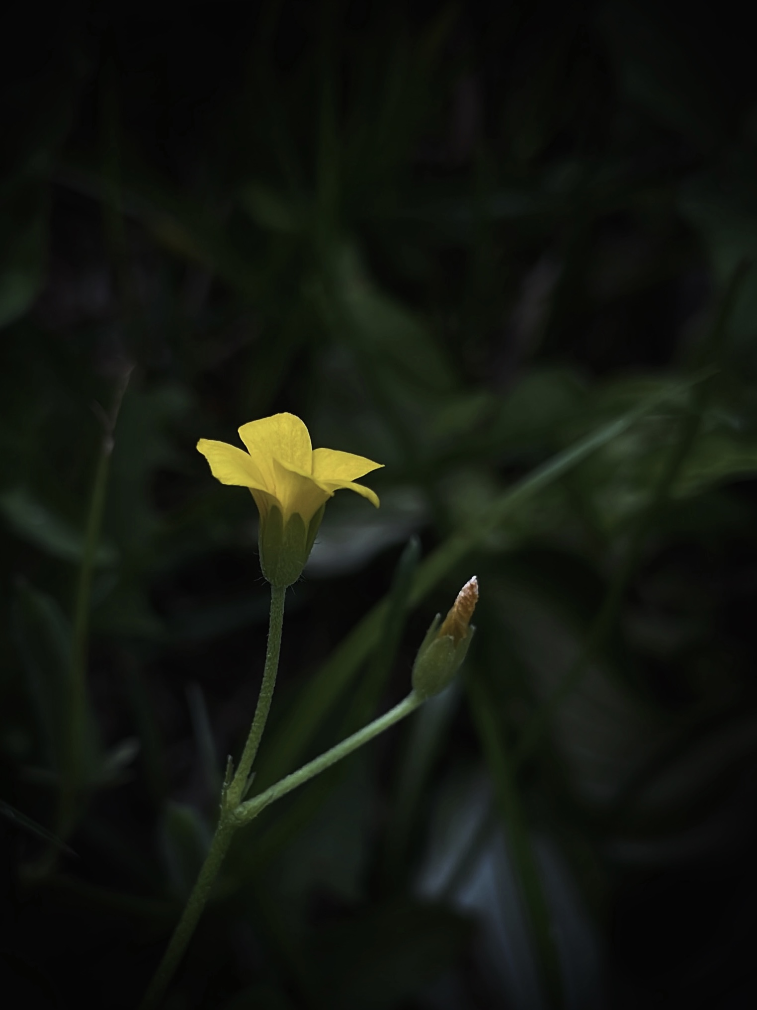 Side view of blooming yellow flower by Tina Xing