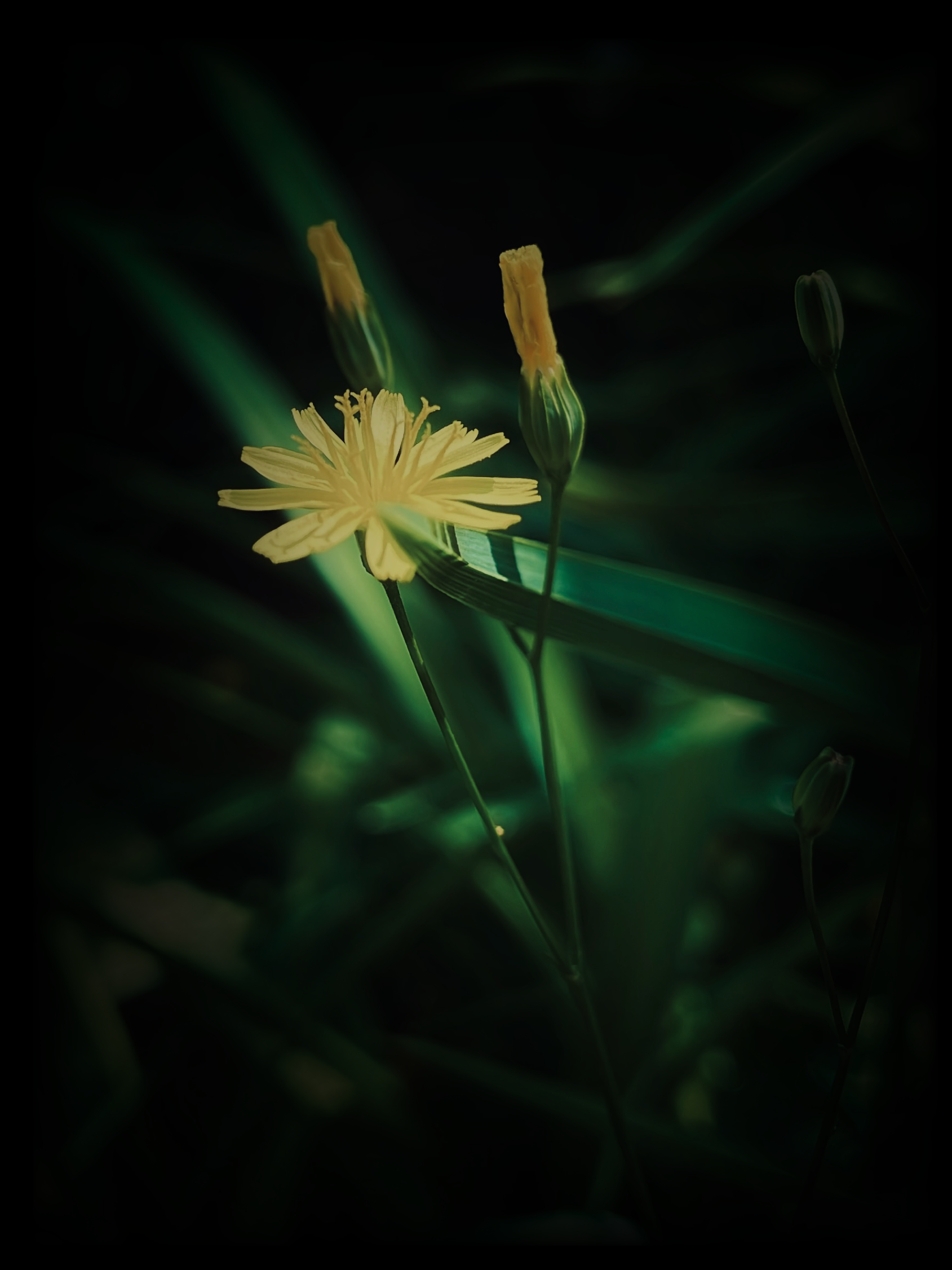 Dark vibes of small flower by Tina Xing