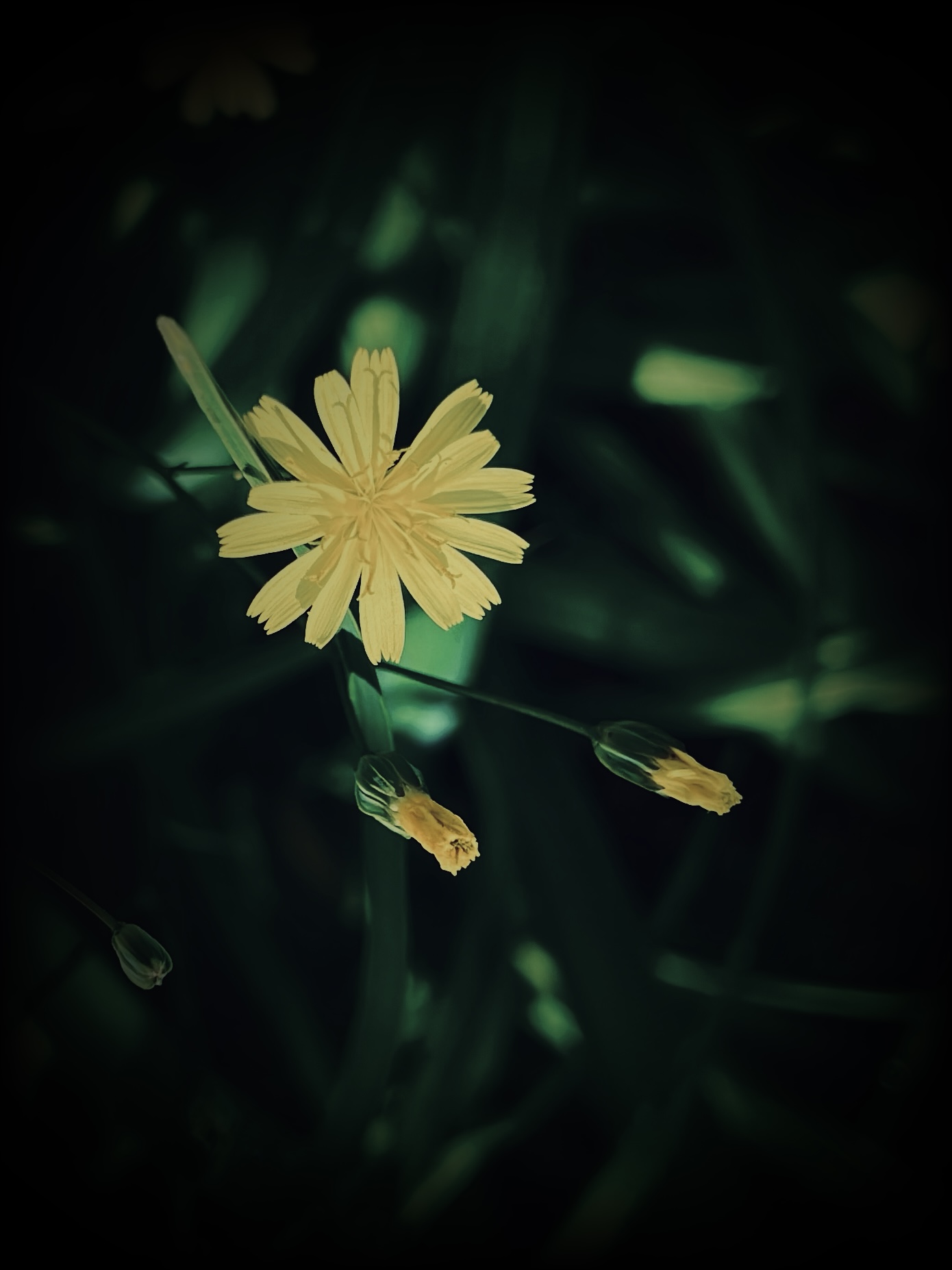 Dark vibes of yellow flower by Tina Xing