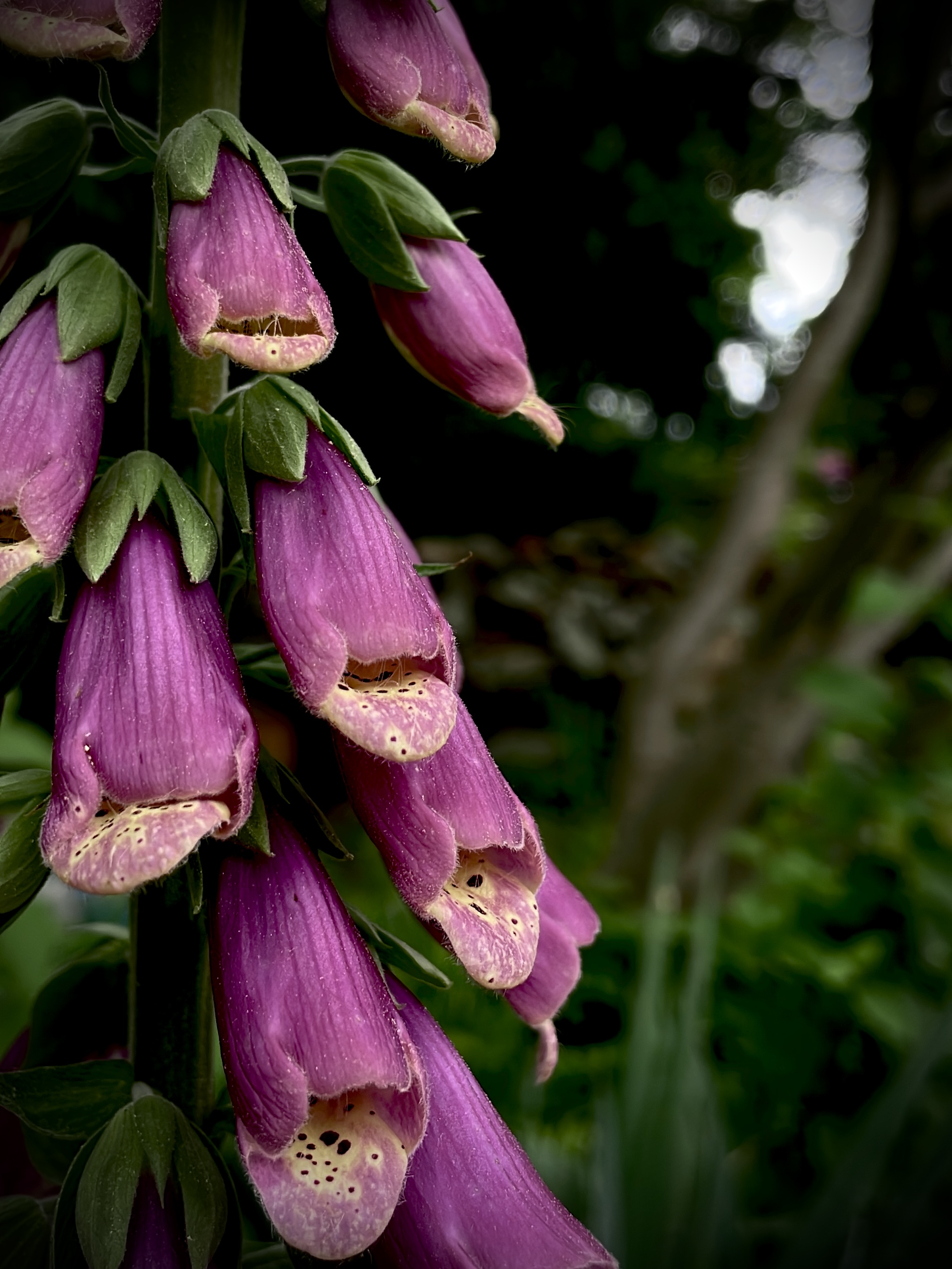 Purple Flowers captured by Tina Xing