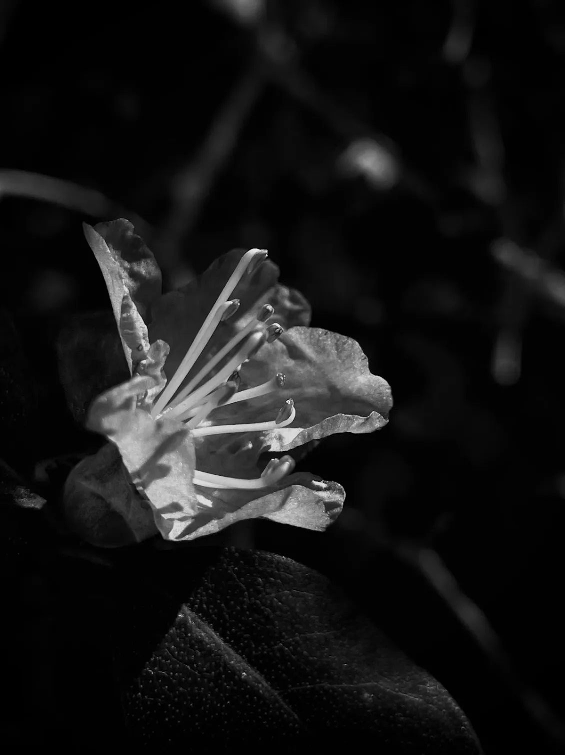 Dramatic shot of leaves with an iPhone, by Tina Xing photography