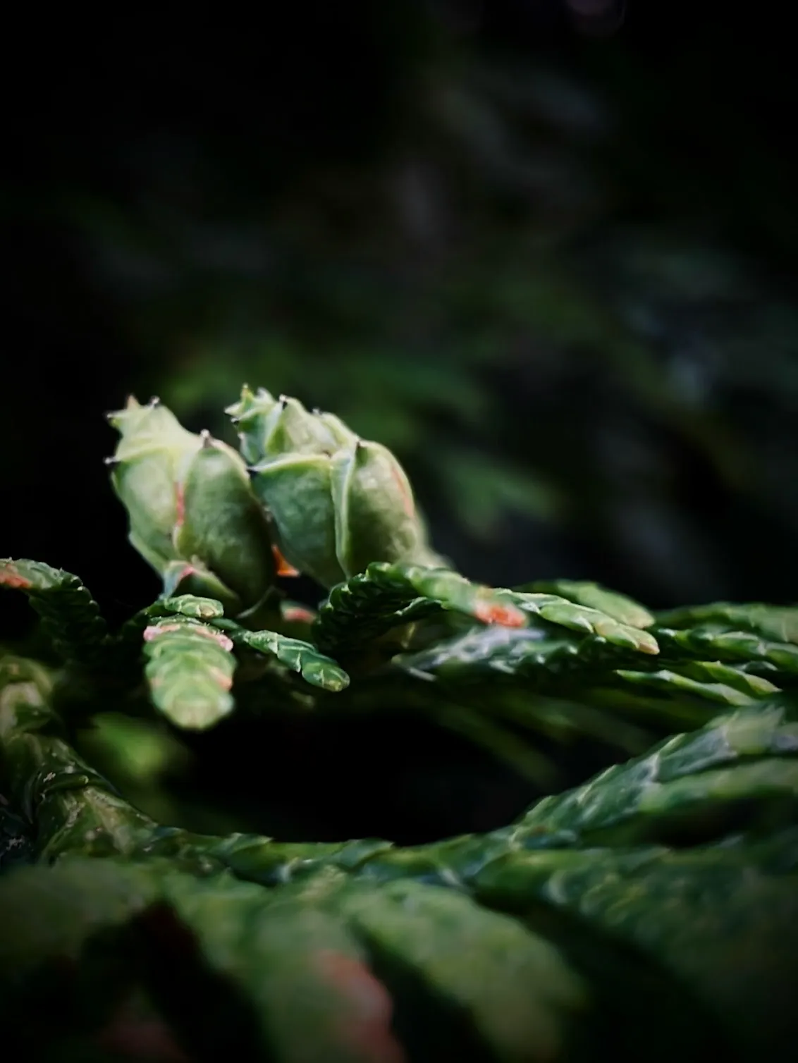 Dramatic shot of leaves with an iPhone, by Tina Xing photography