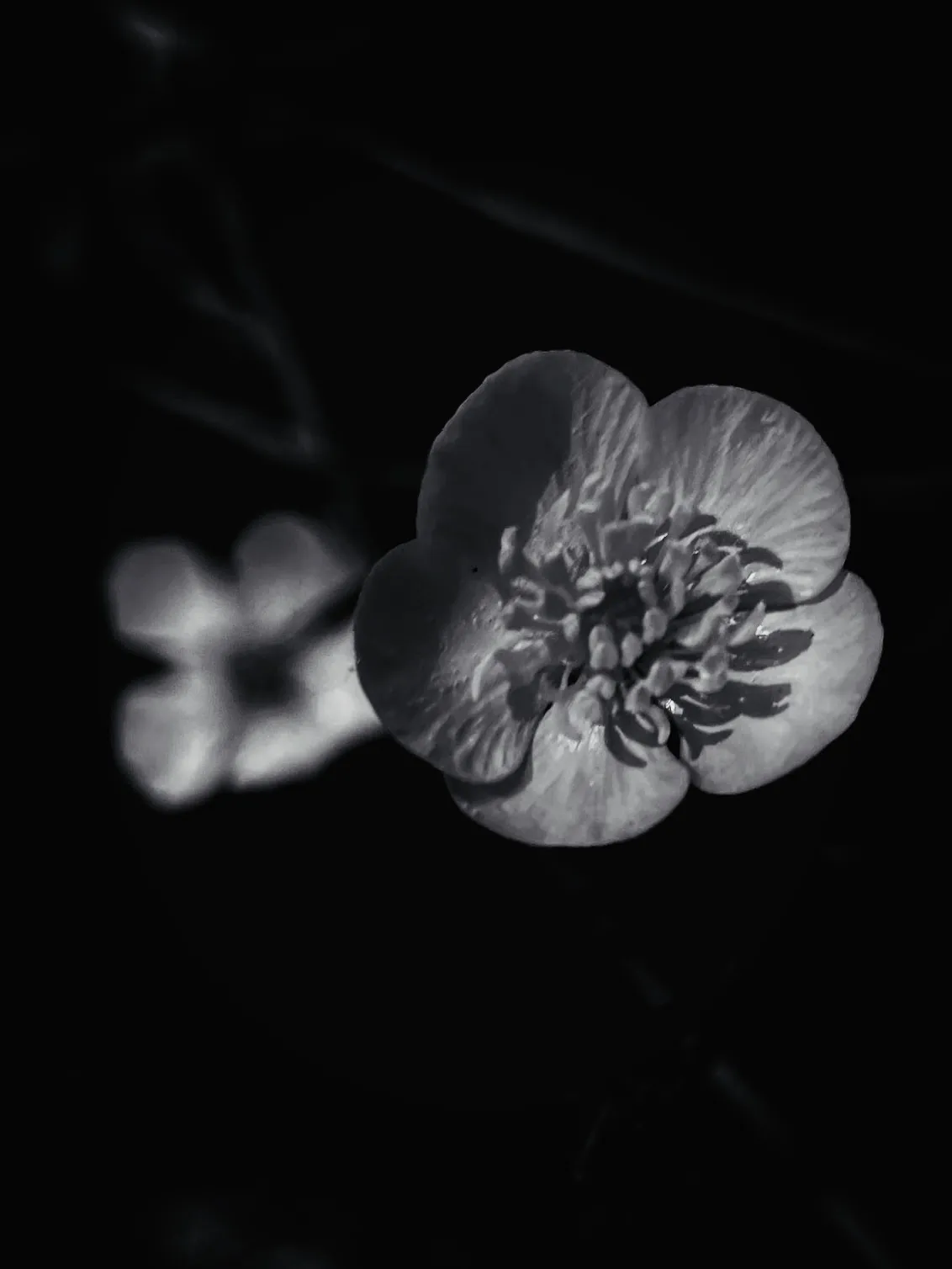 Dramatic shot of leaves with an iPhone, by Tina Xing photography