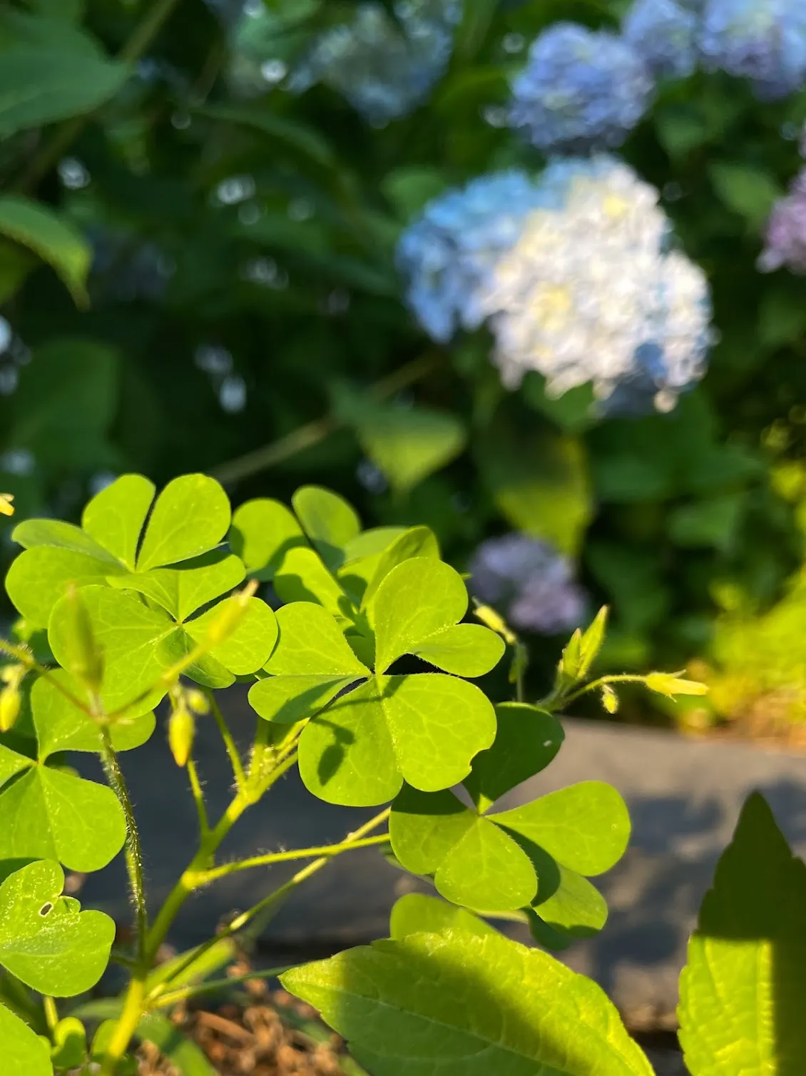 Dramatic shot of clovers with an iPhone, by Tina Xing photography
