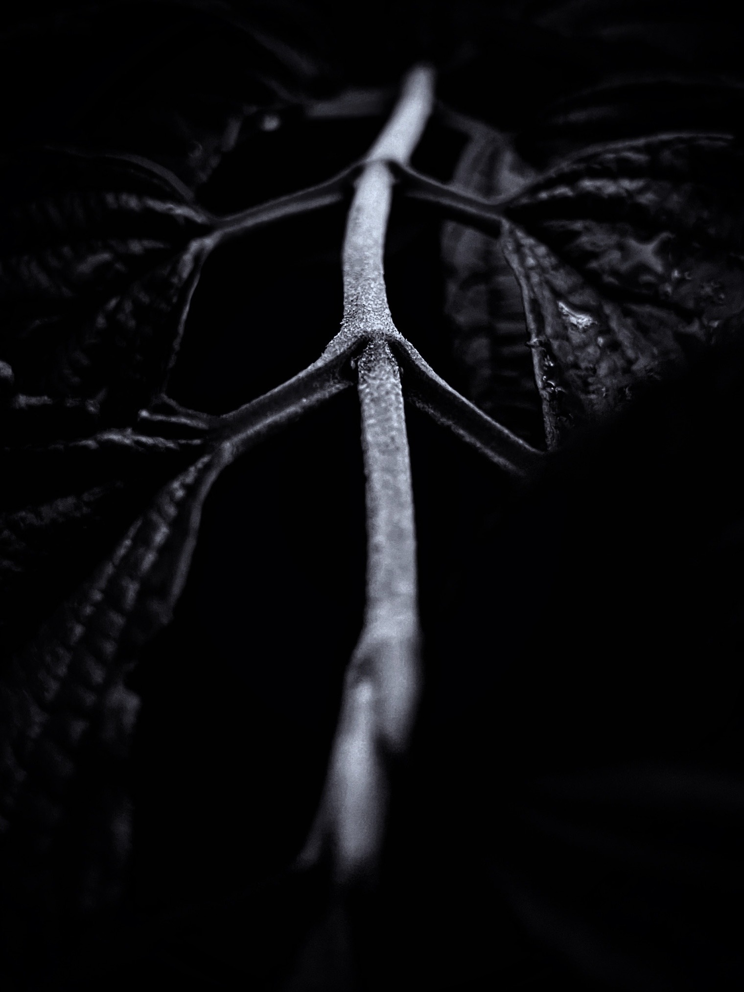 Leaf symmetry, photographed by Tina Xing