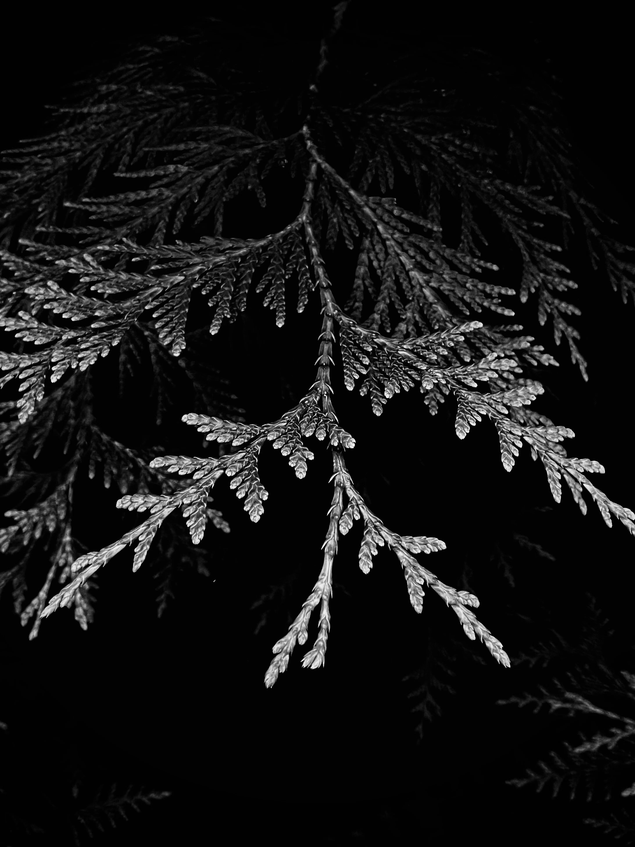 Leaf symmetry, photographed by Tina Xing