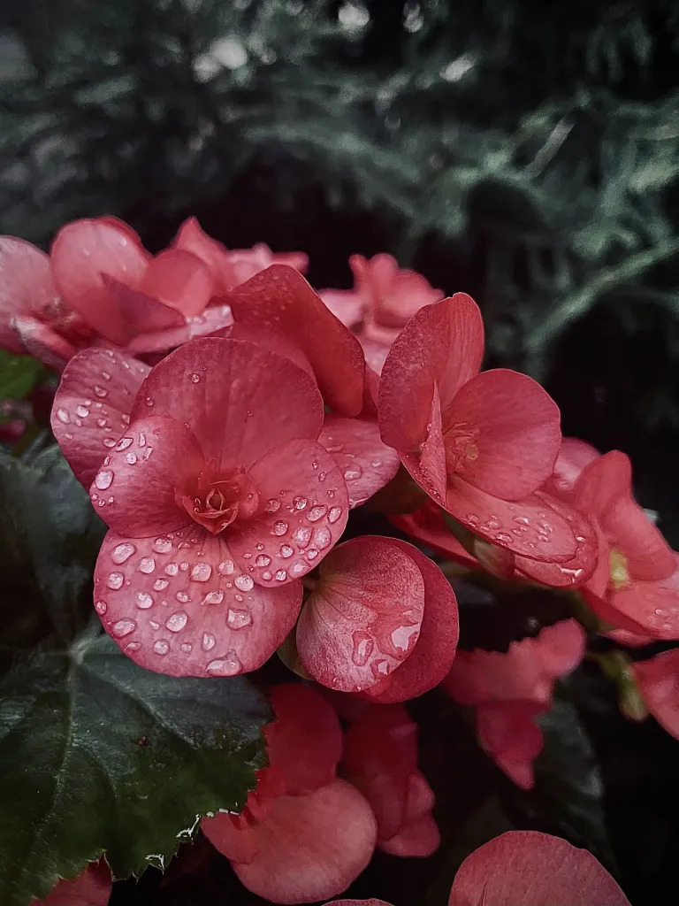 Flowers with dew, photographed by Tina Xing