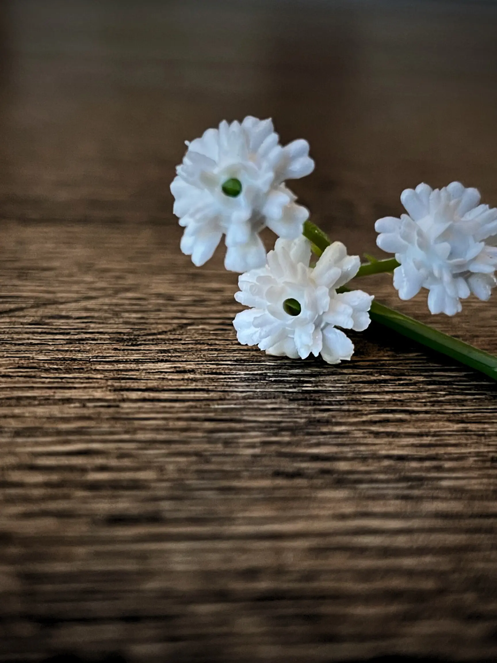 Dramatic shot of flowers with an iPhone, by Tina Xing photography