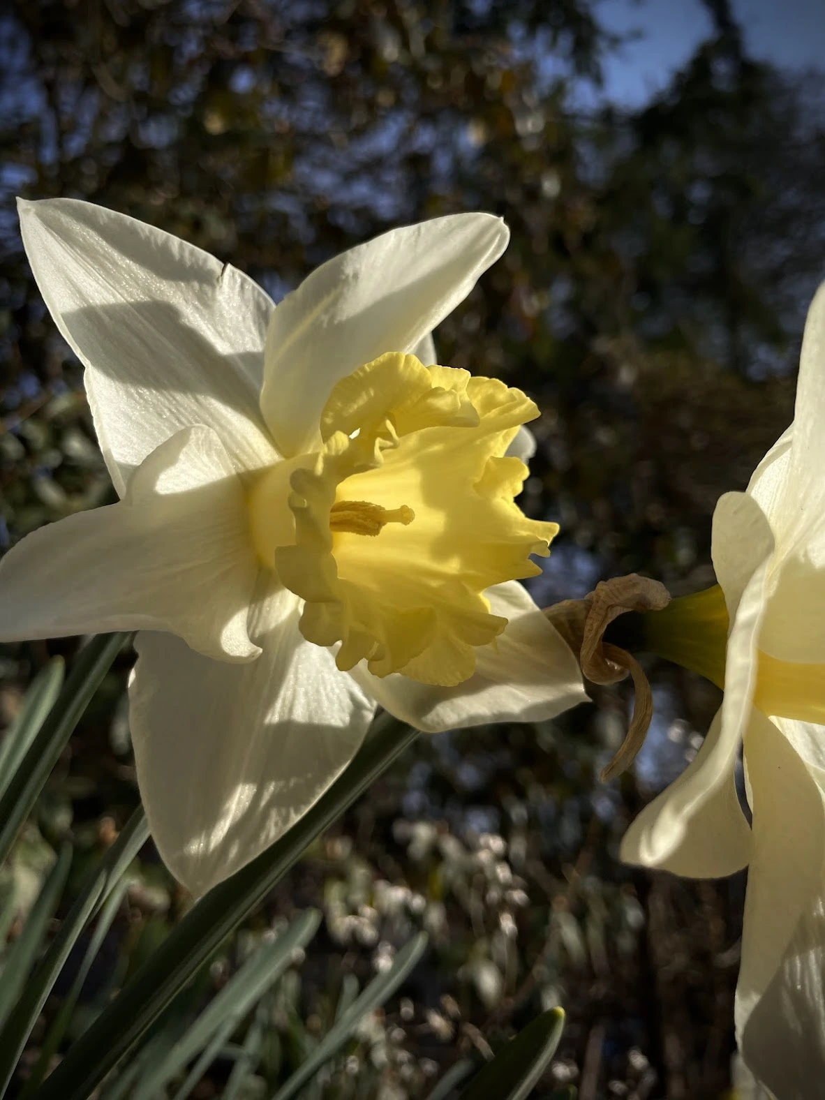 Dramatic flower shot with iPhone, by Tina Xing photography