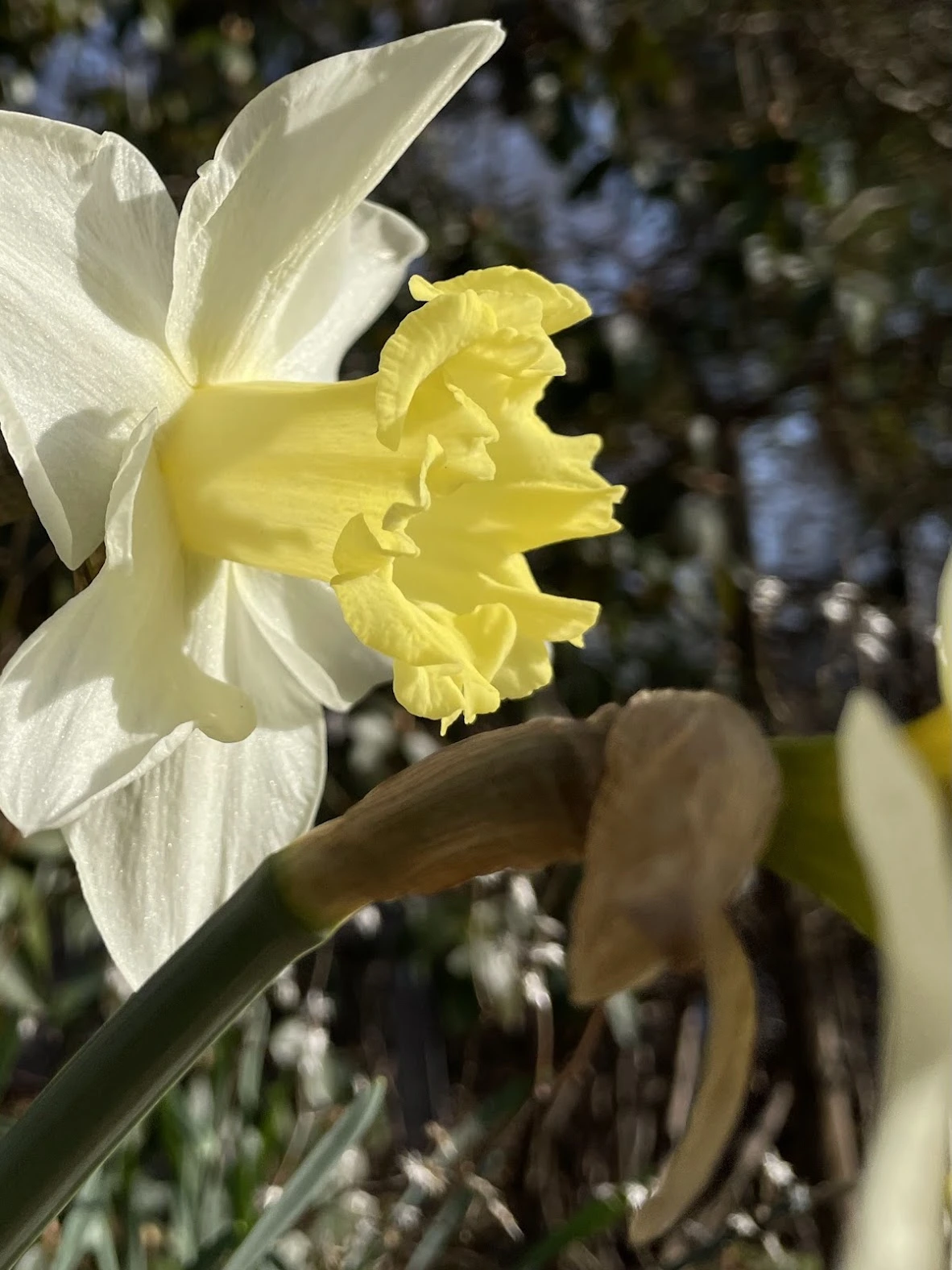 Dramatic flower shot with iPhone, by Tina Xing photography