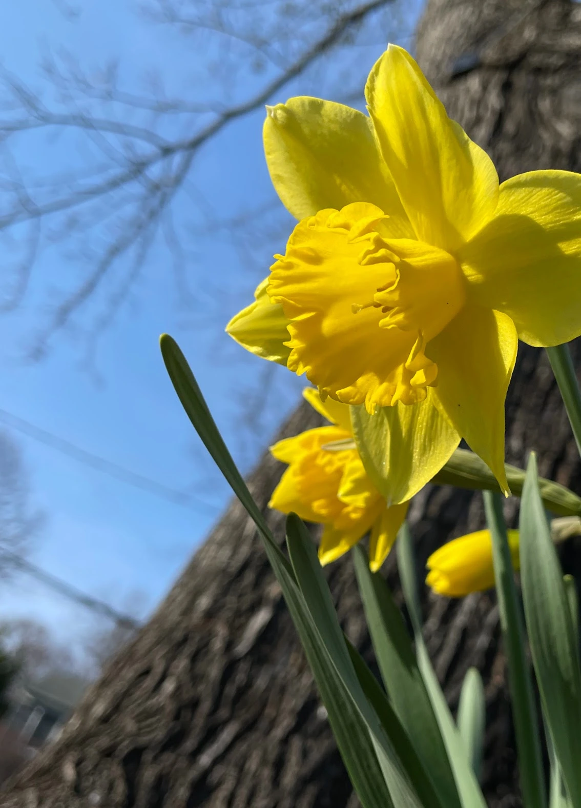 Dramatic flower shot with iPhone, by Tina Xing photography