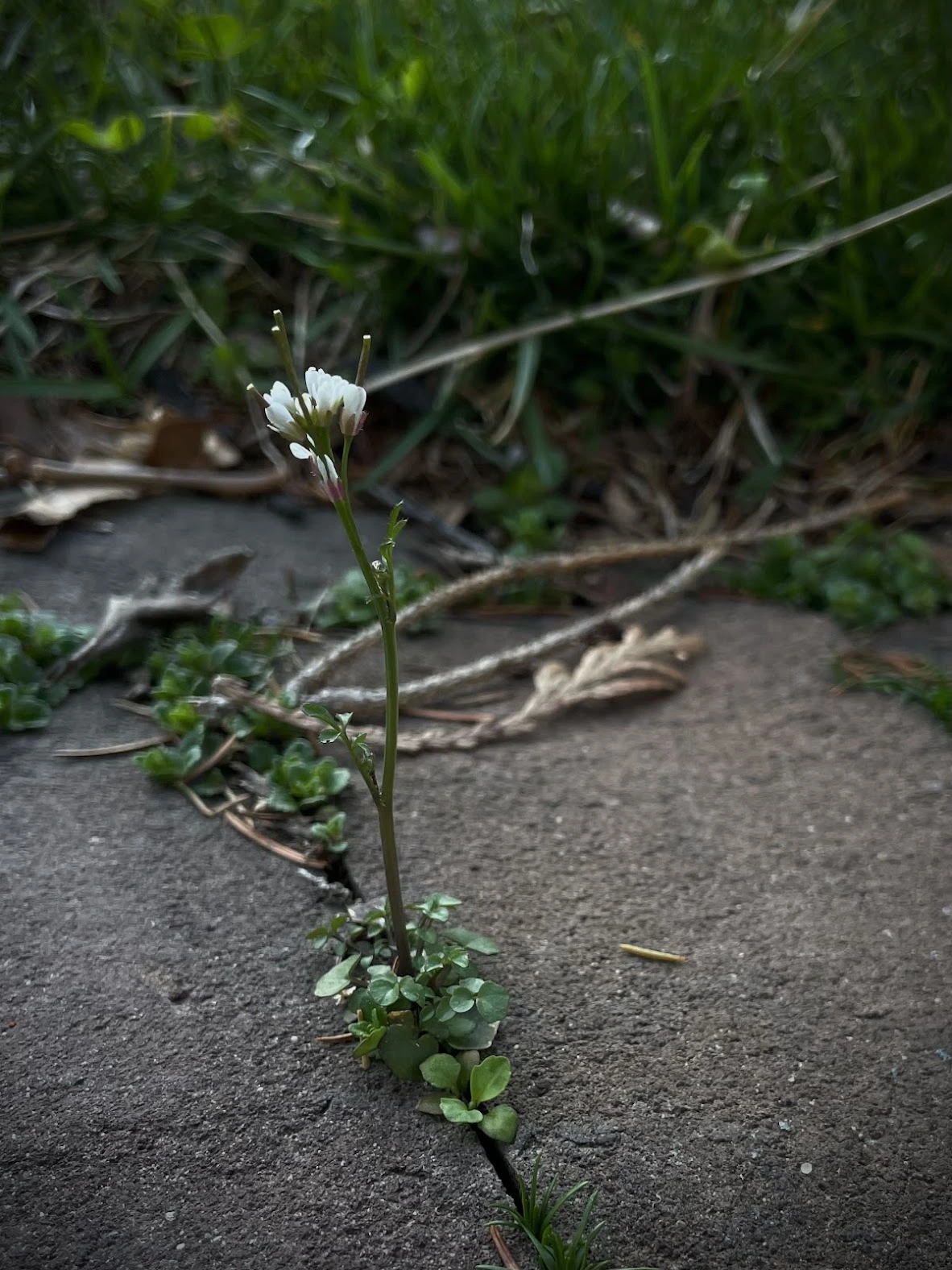 Dramatic flower shot with iPhone, by Tina Xing photography