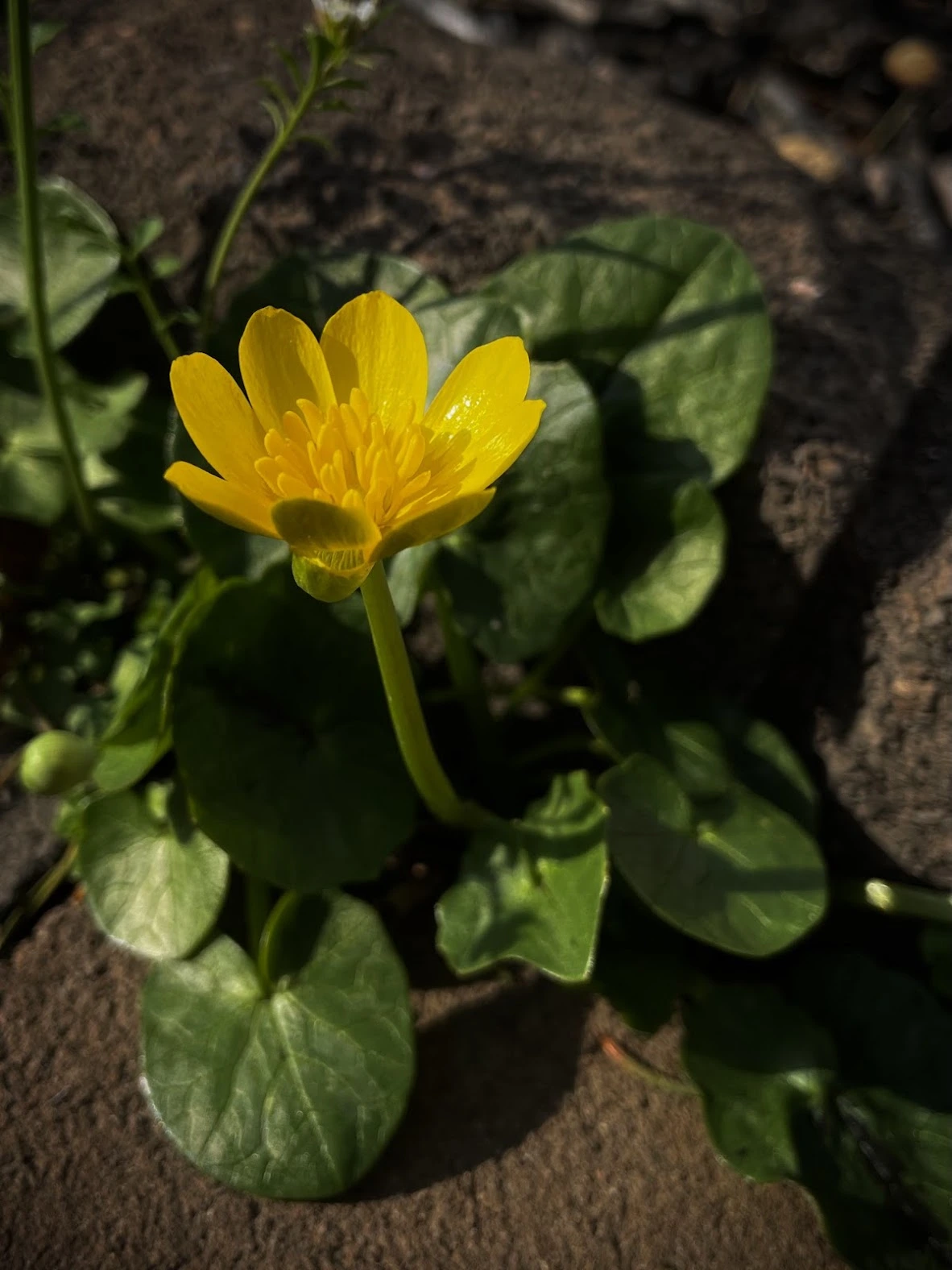 Dramatic flower shot with iPhone, by Tina Xing photography