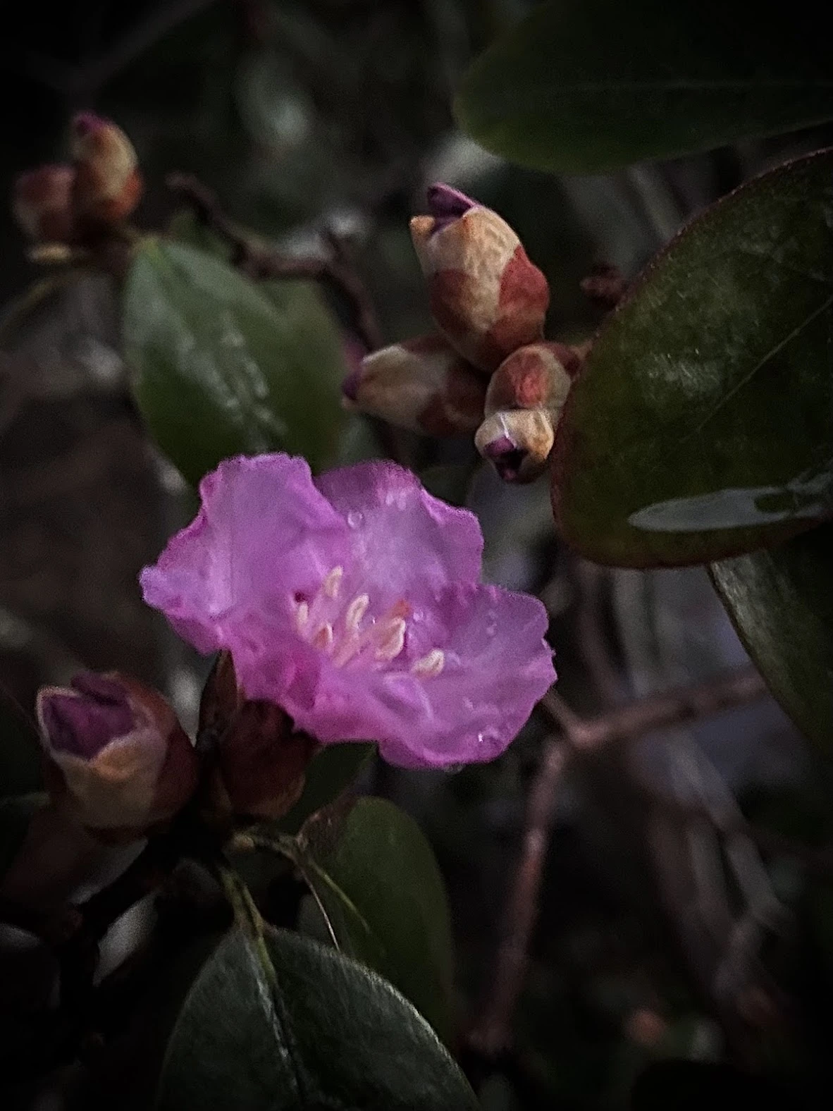 Dramatic flower shot with iPhone, by Tina Xing photography