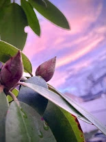Dramatic flower shot with iPhone, by Tina Xing photography