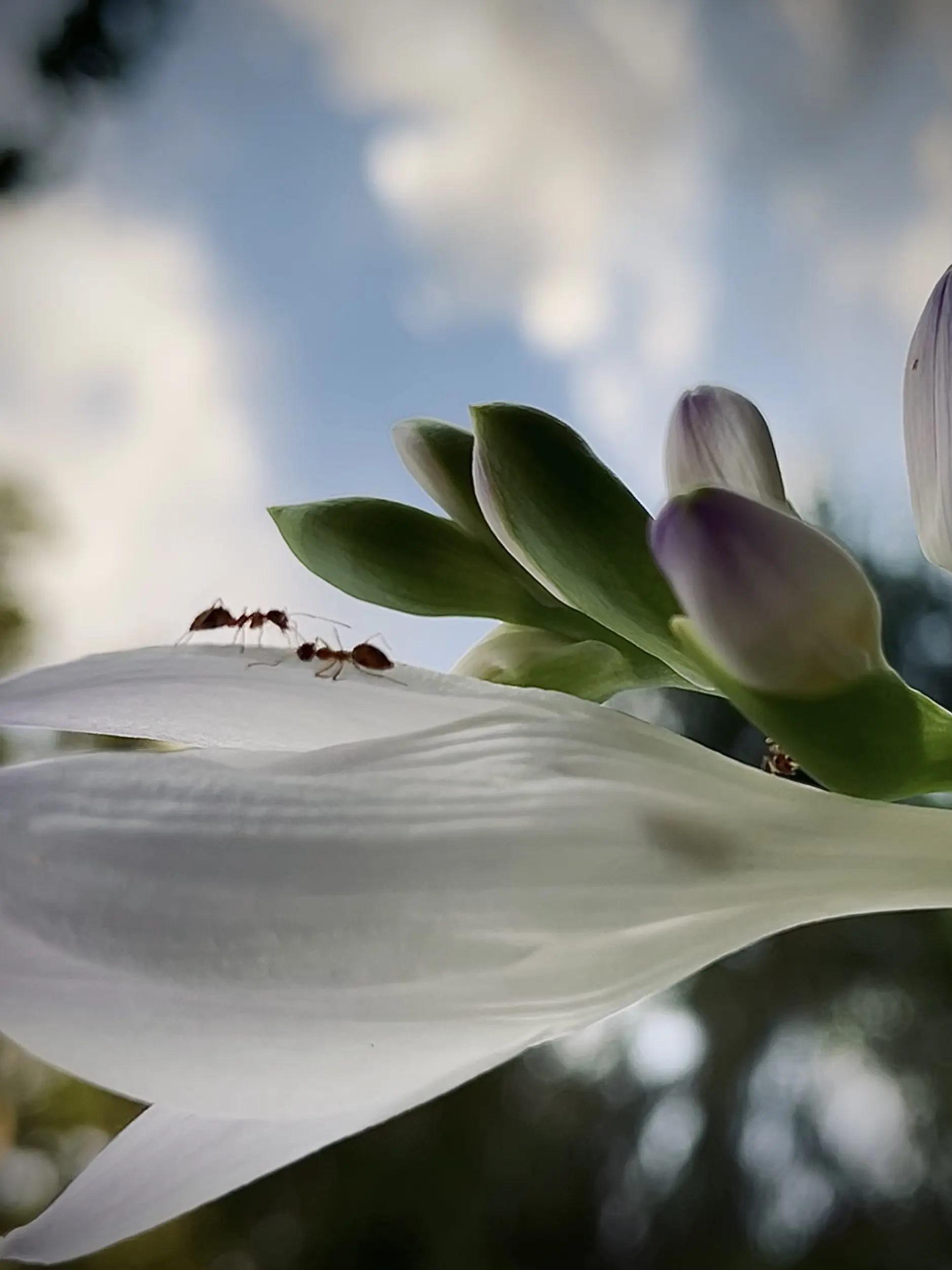 Dramatic shot of two ants on flower from phone, by Tina Xing photography